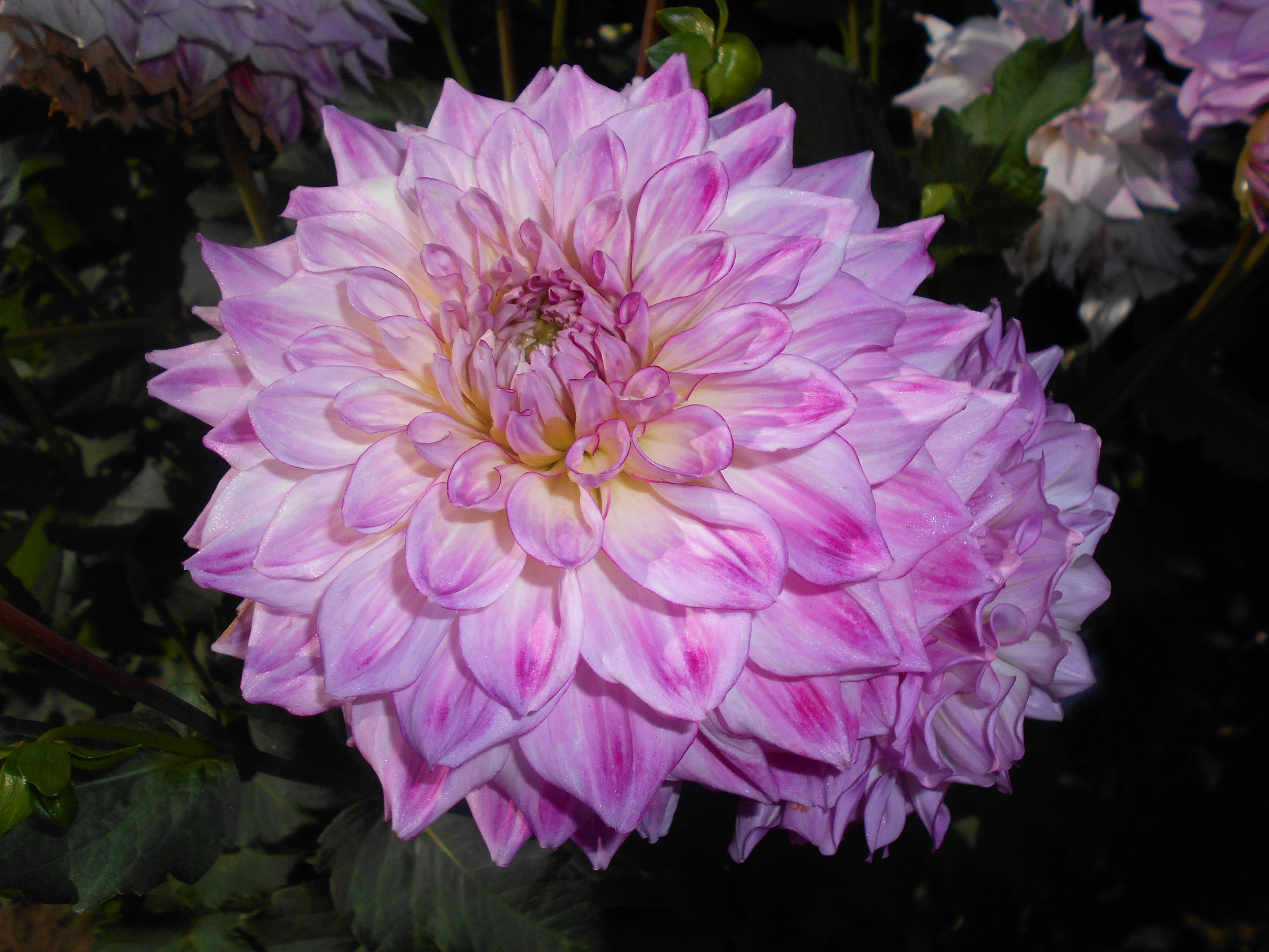 Audacity dahlia in garden