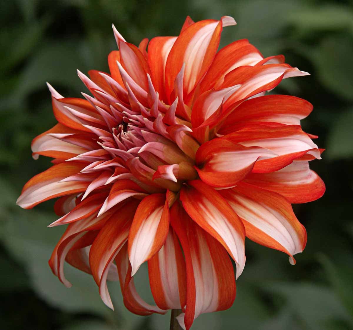 Santa Claus dahlia red and white bicolor bloom