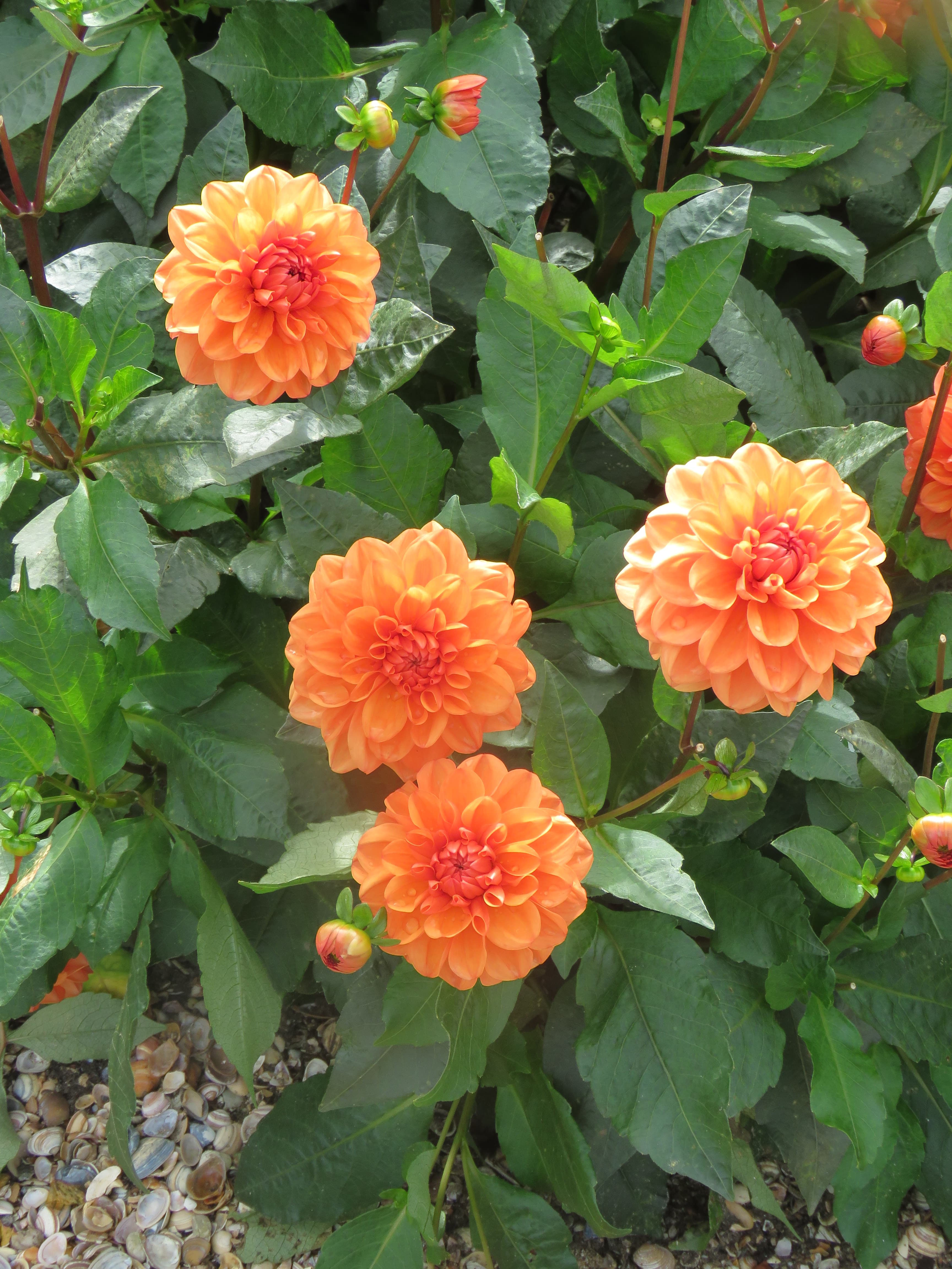 Orange-bronze dahlia cultivar (type illustration)