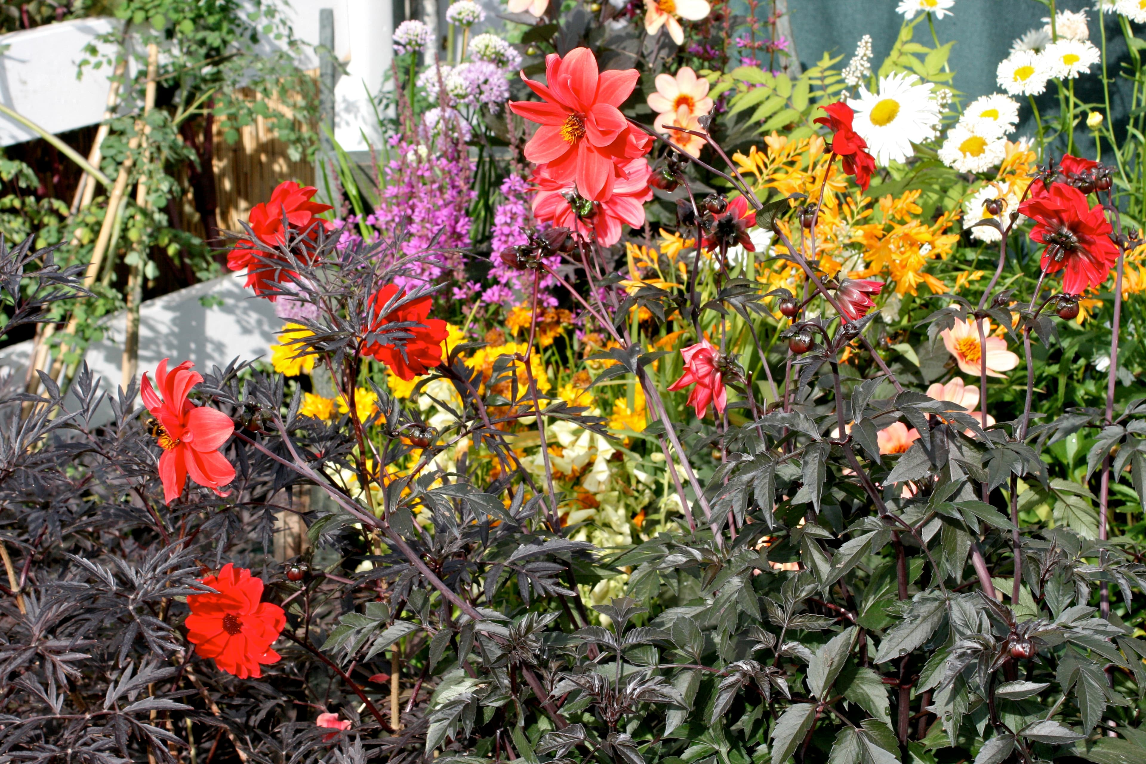 Bishop of Llandaff dahlia with dark foliage