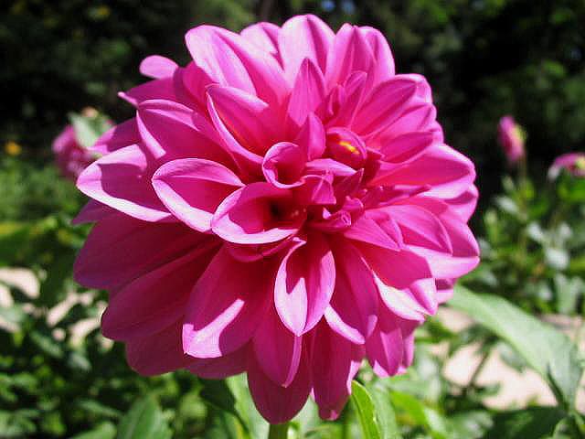 Lavender Perfection dahlia bloom