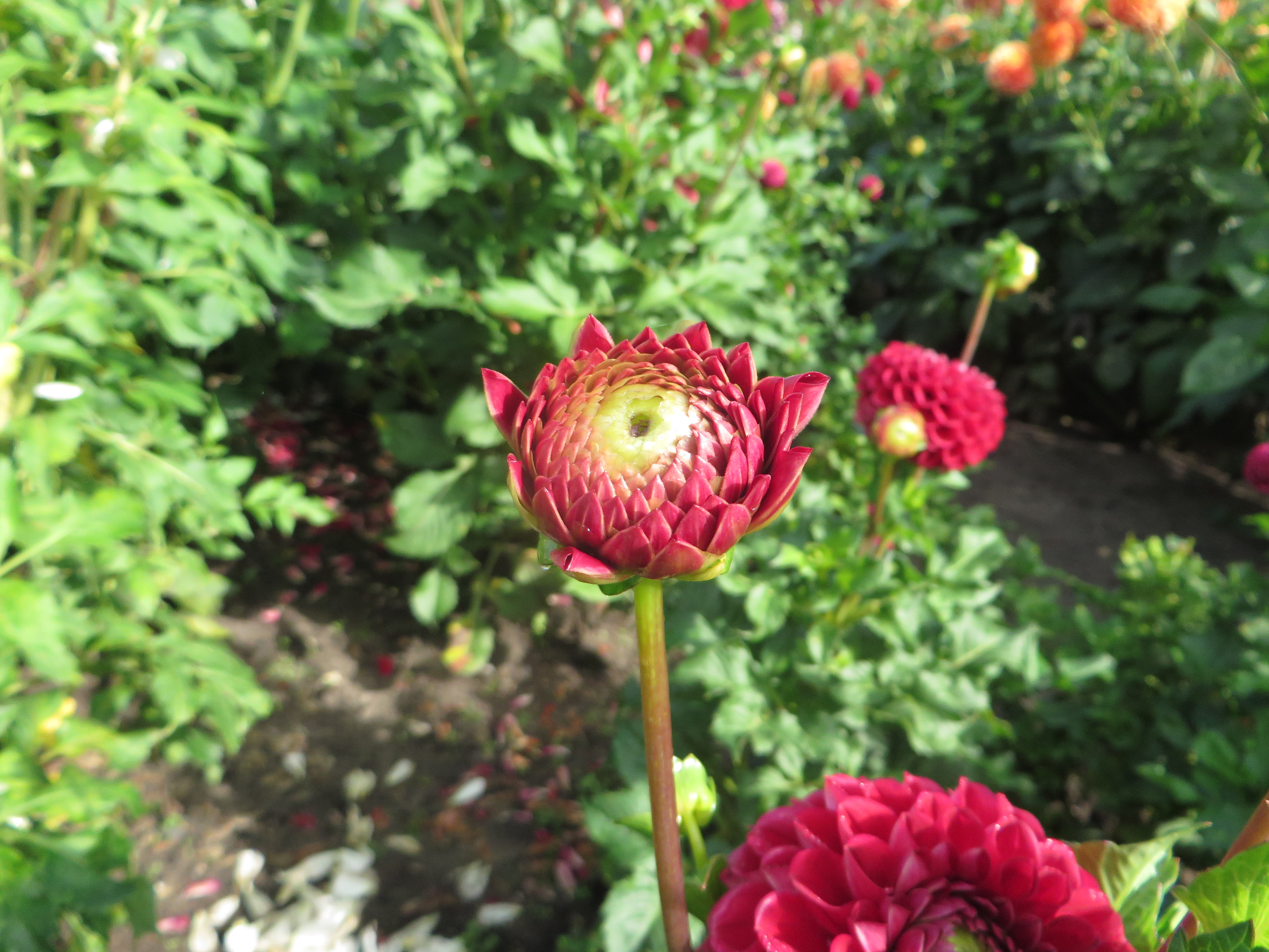 Dahlia 'Cornel' bloom close-up