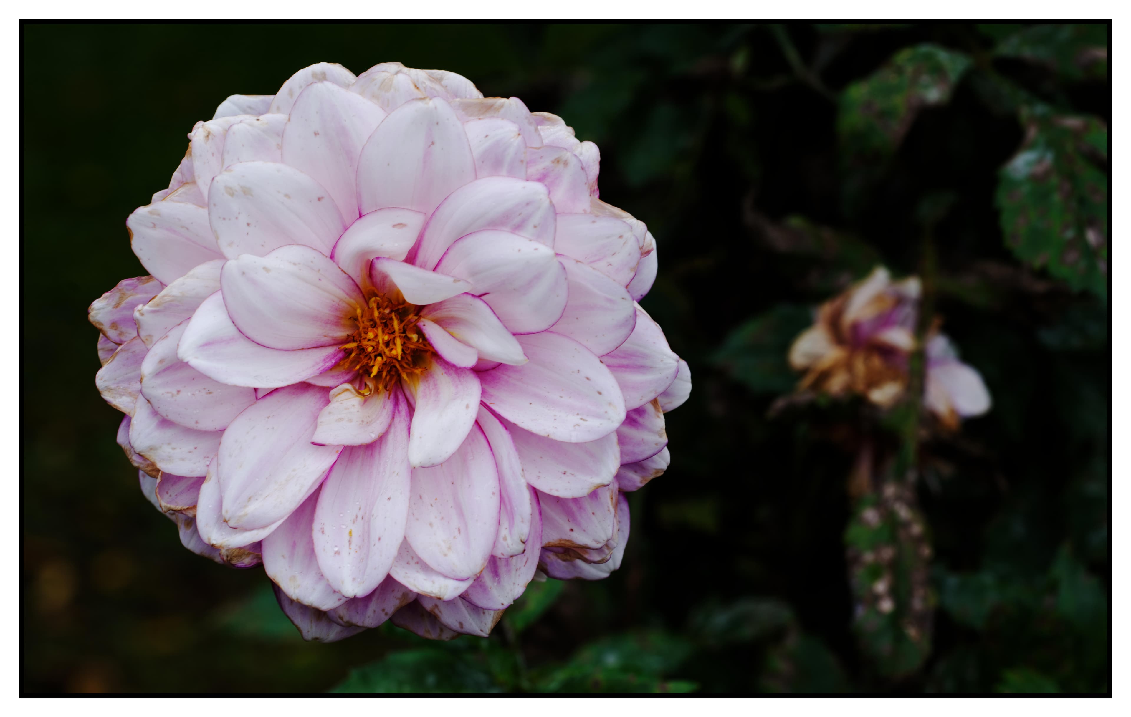 Villa Taranto dahlia garden