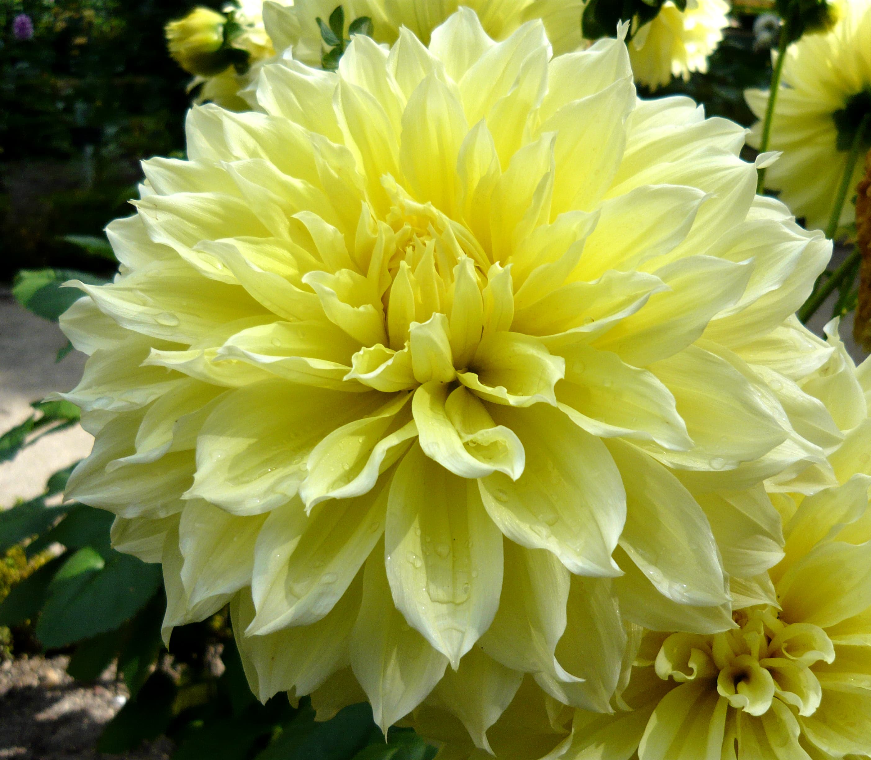 Kelvin Floodlight yellow dahlia bloom