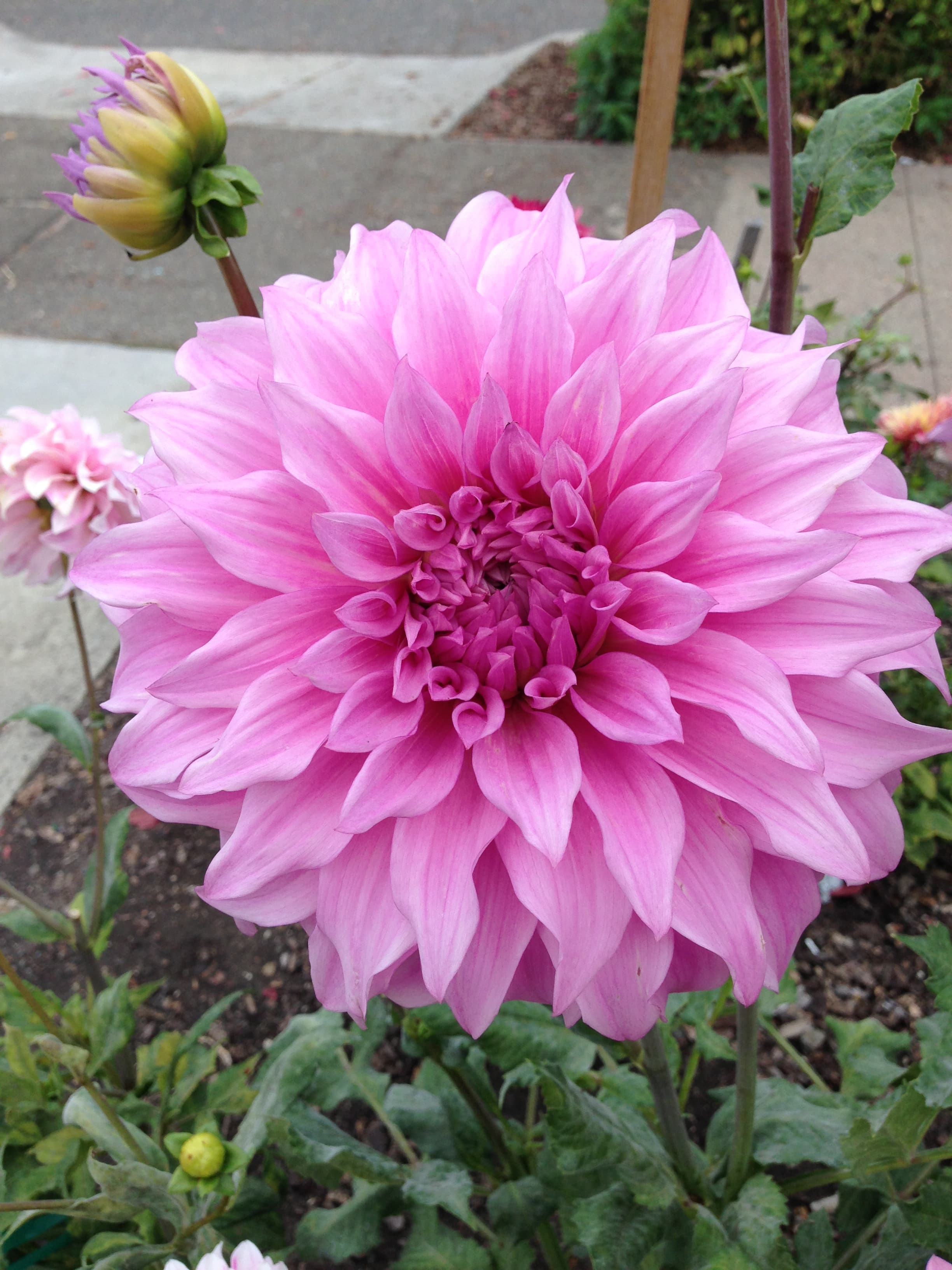 Pink Petticoat dahlia bloom with orchid-pink petals and cream center