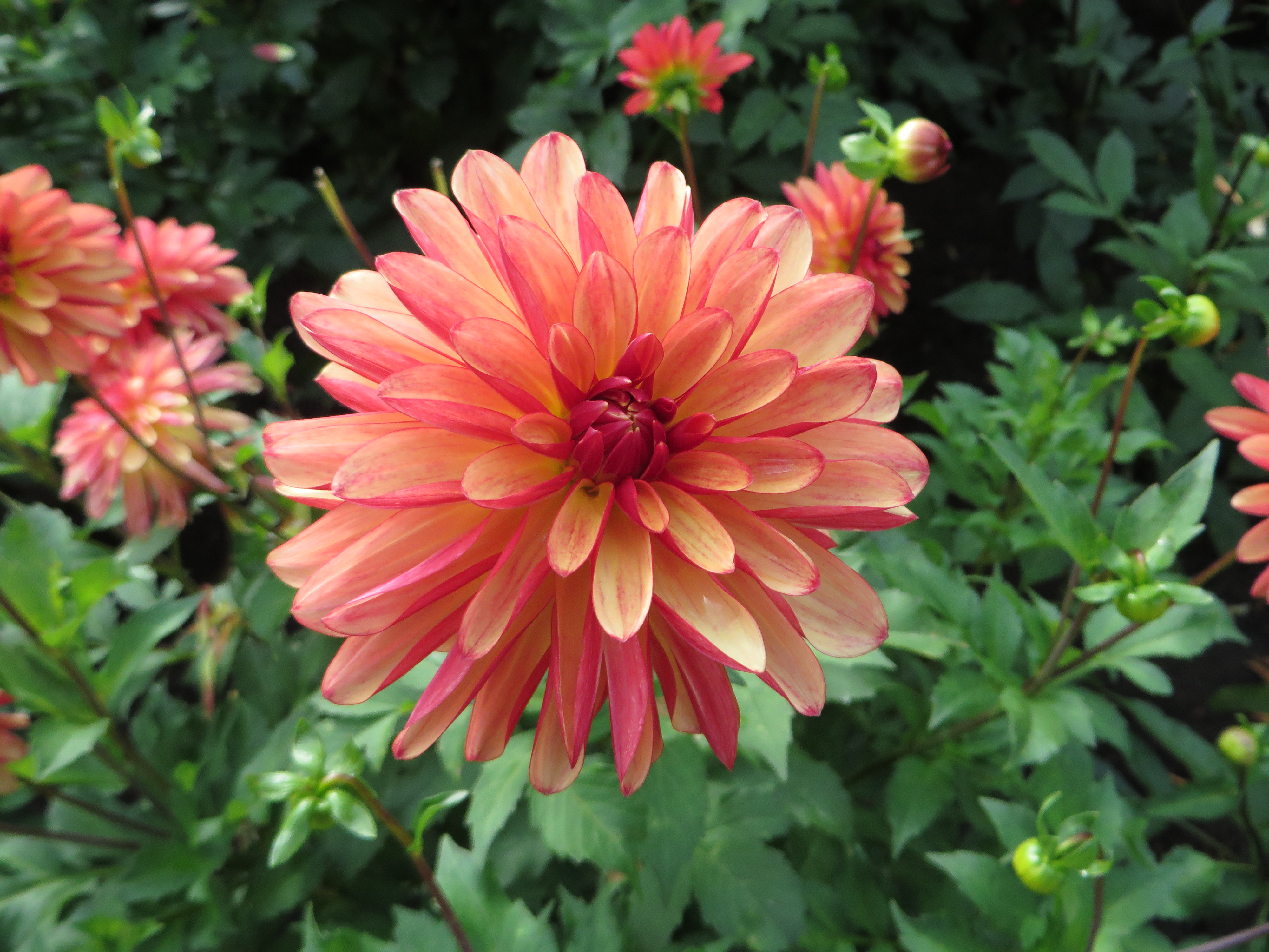 Crazy Legs dahlia flower with rolled petals
