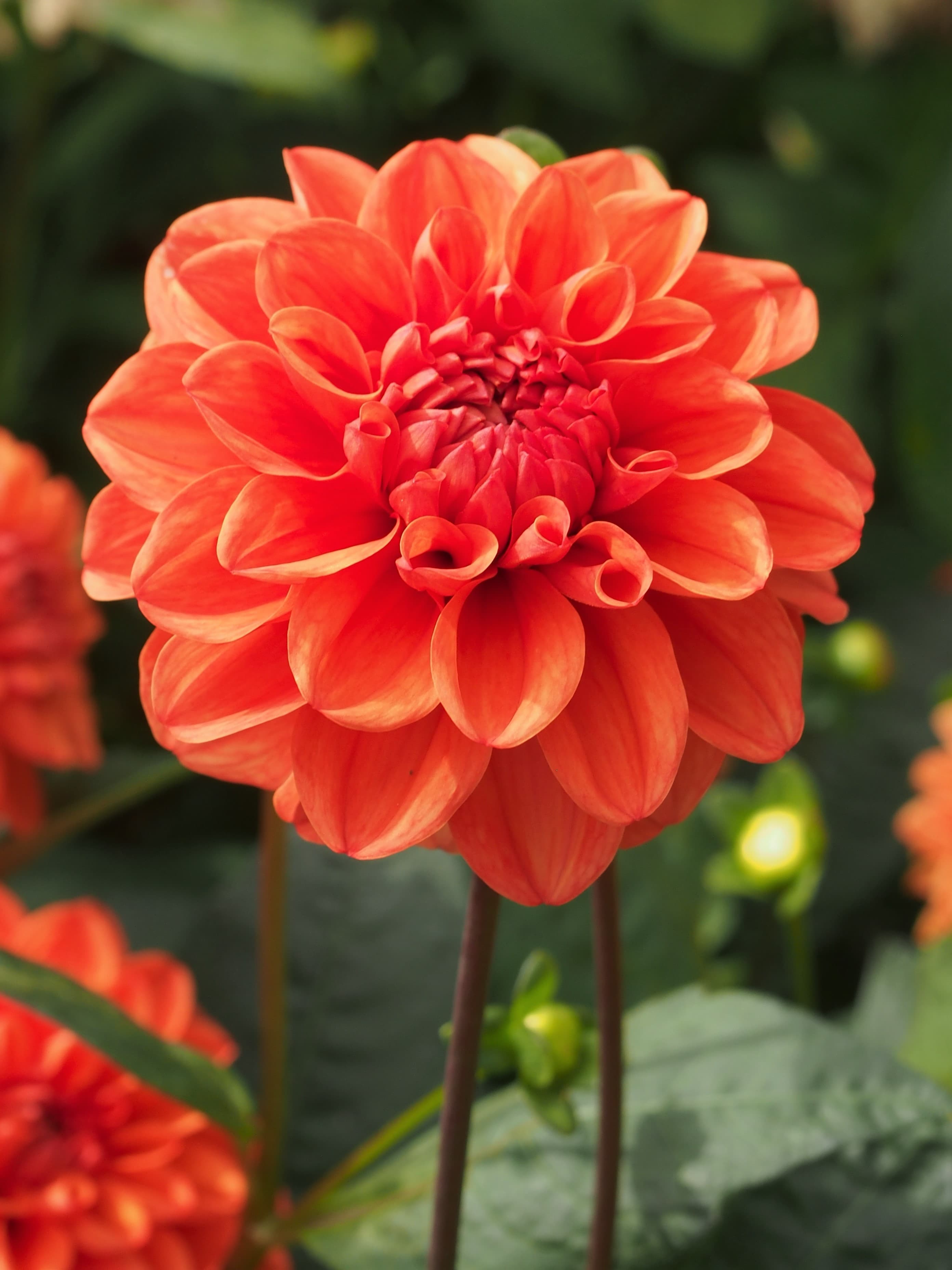 Edinburgh dahlia bloom showing deep purple petals with crisp white tips