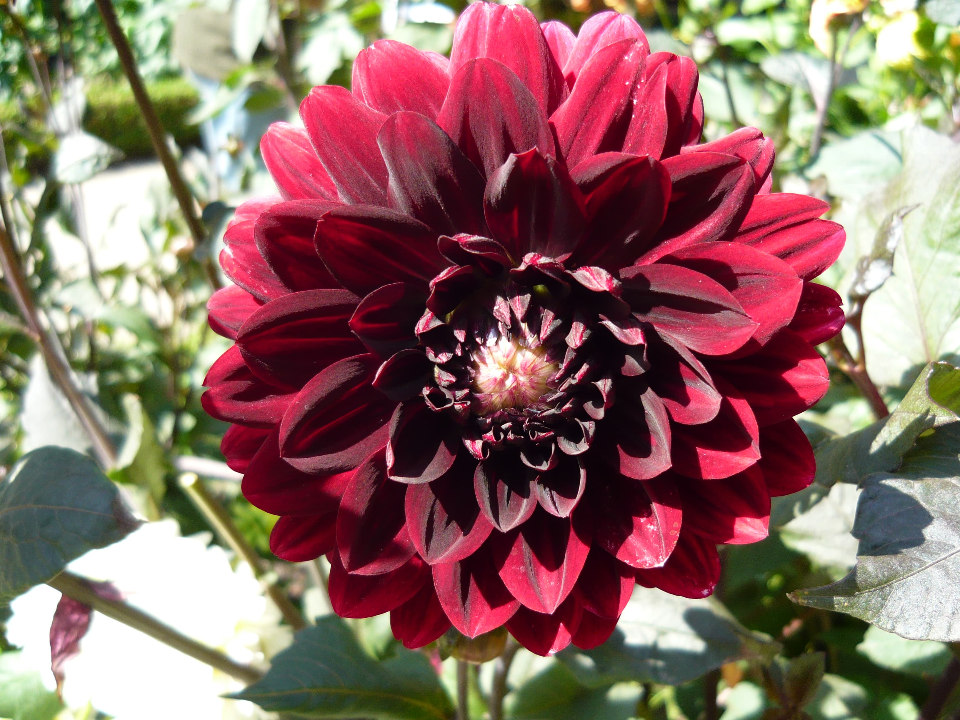Karma Choc dark dahlia bloom