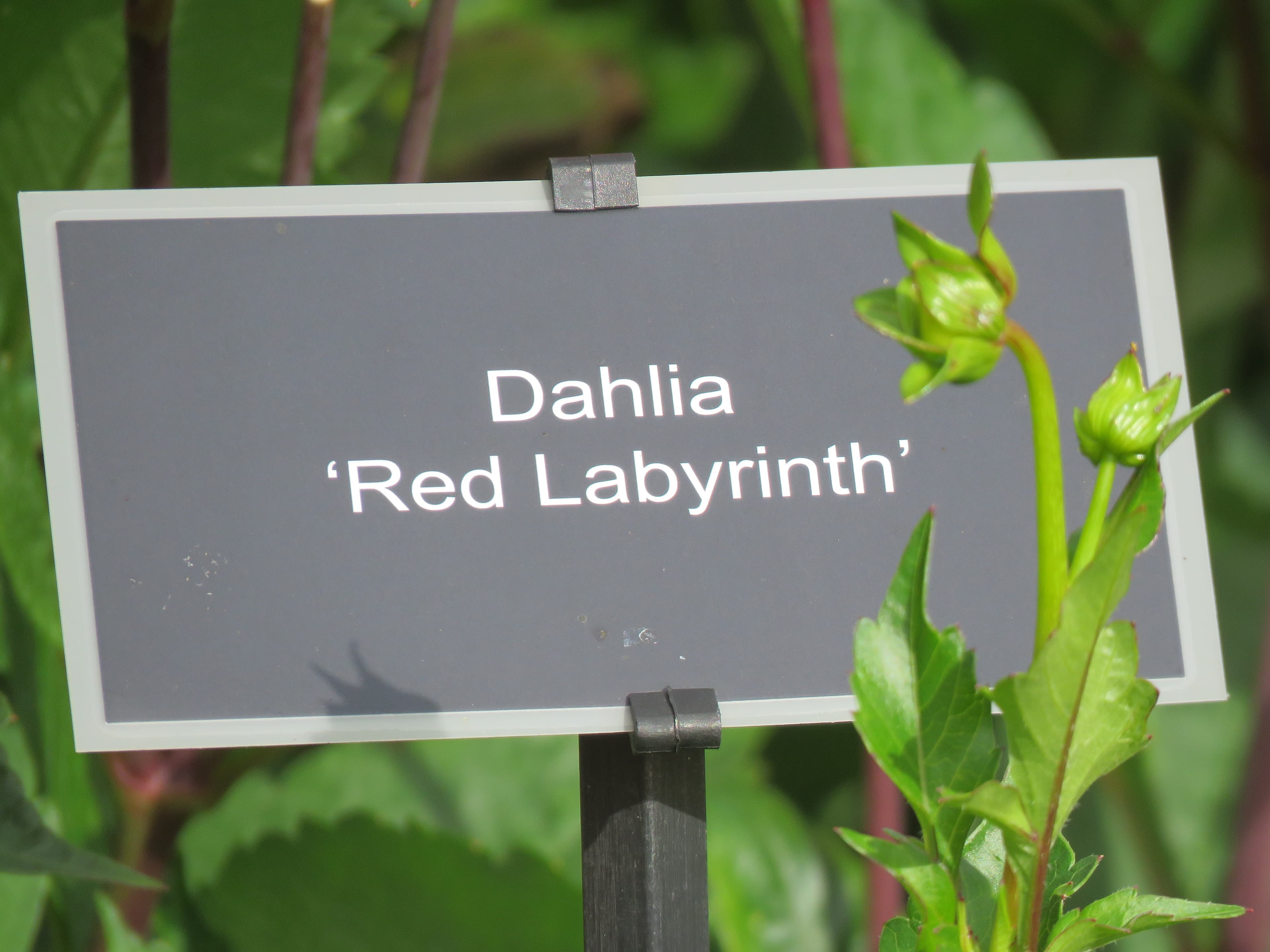 Red Labyrinth dahlia flower (type illustration)