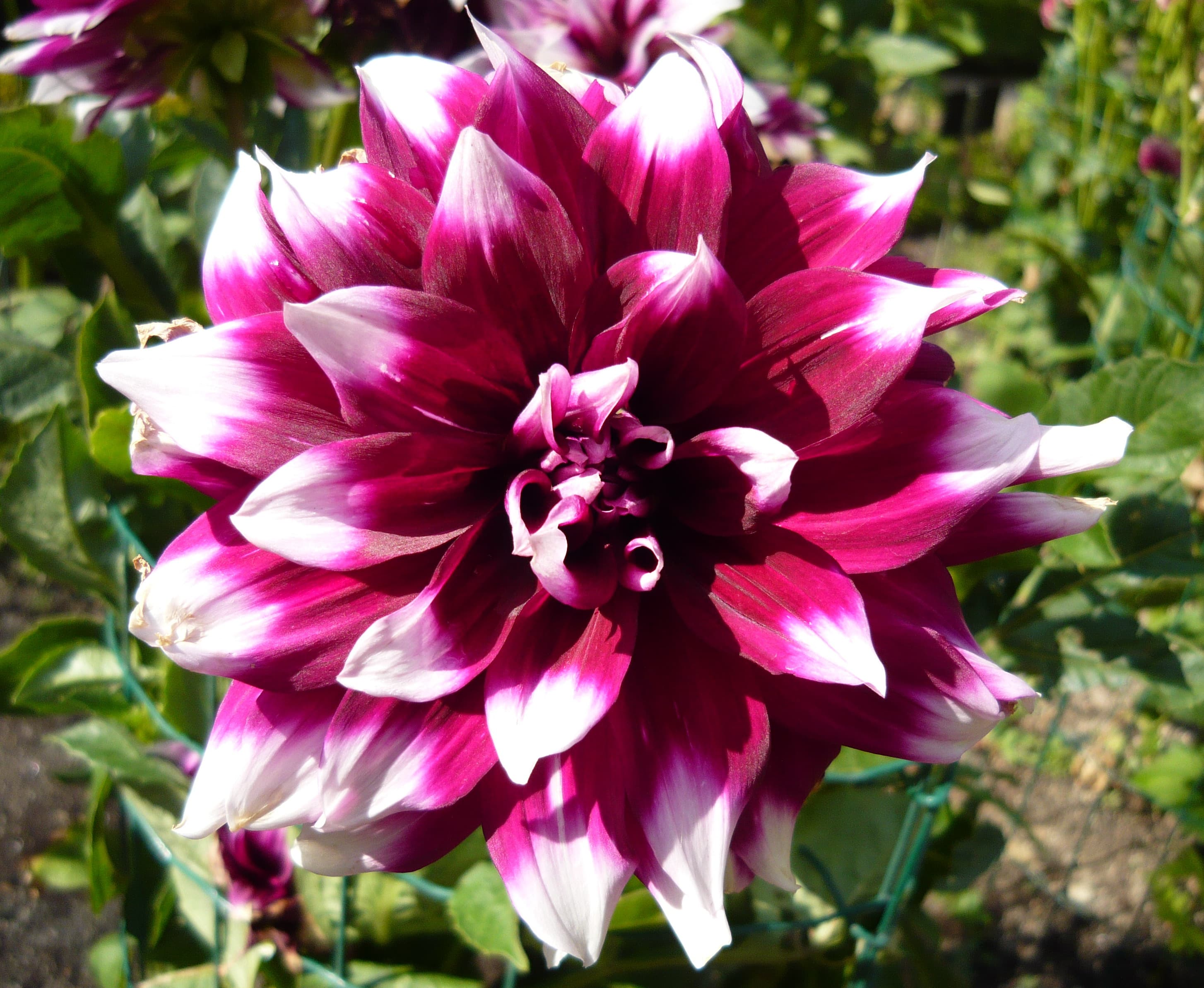 Mystery Day dahlia bloom