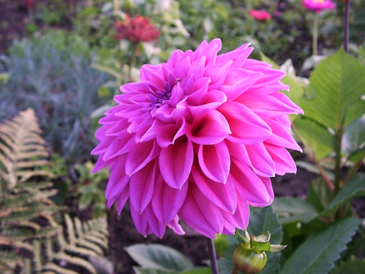 Lavender Perfection dahlia flower
