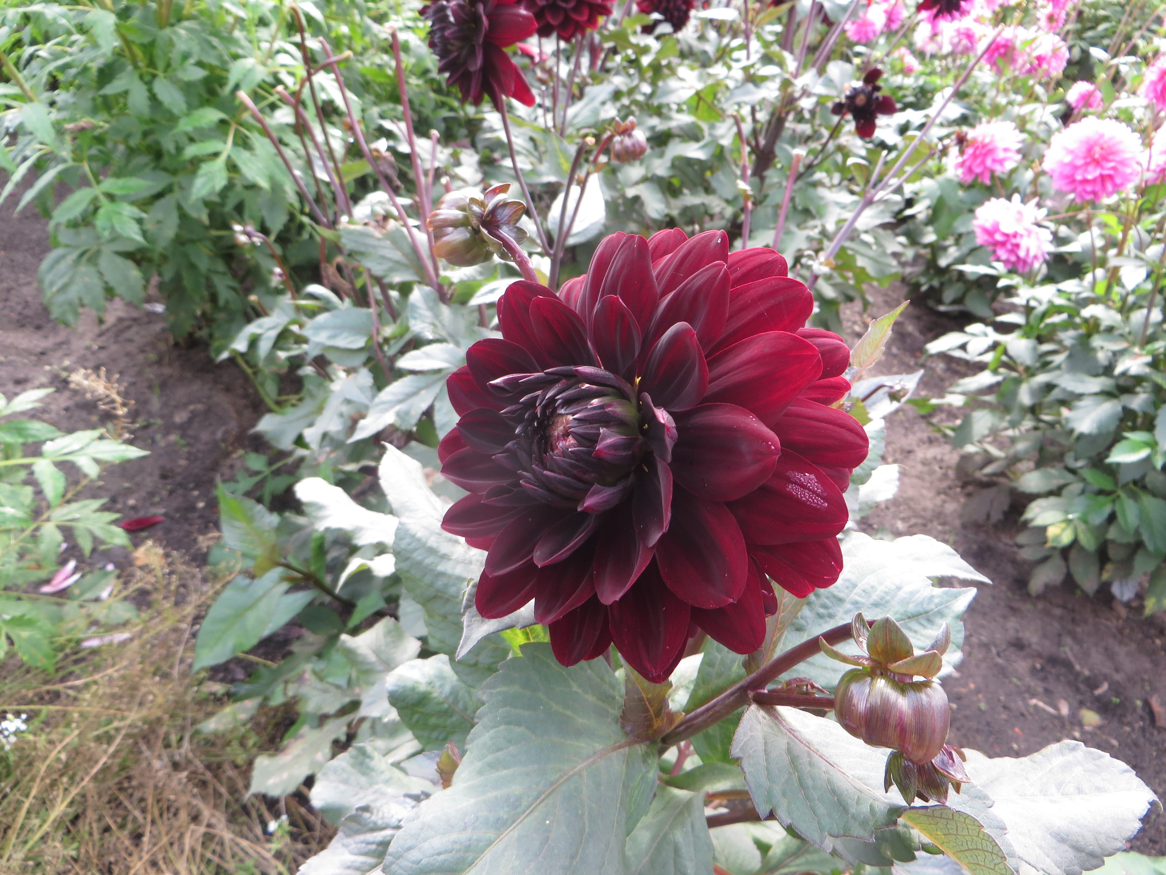 Karma Choc dahlia flower