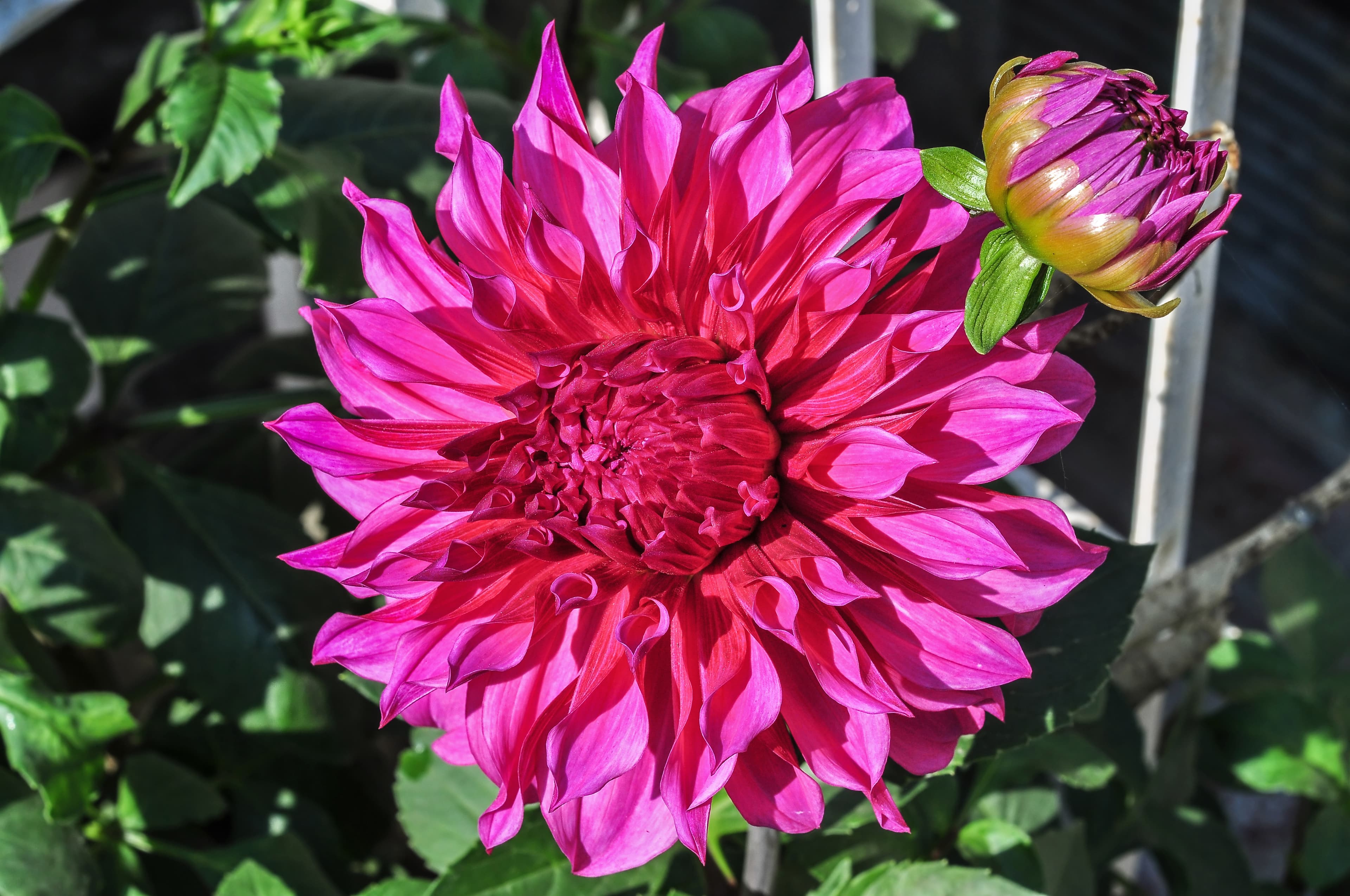 Dark dahlia bloom (type illustration)