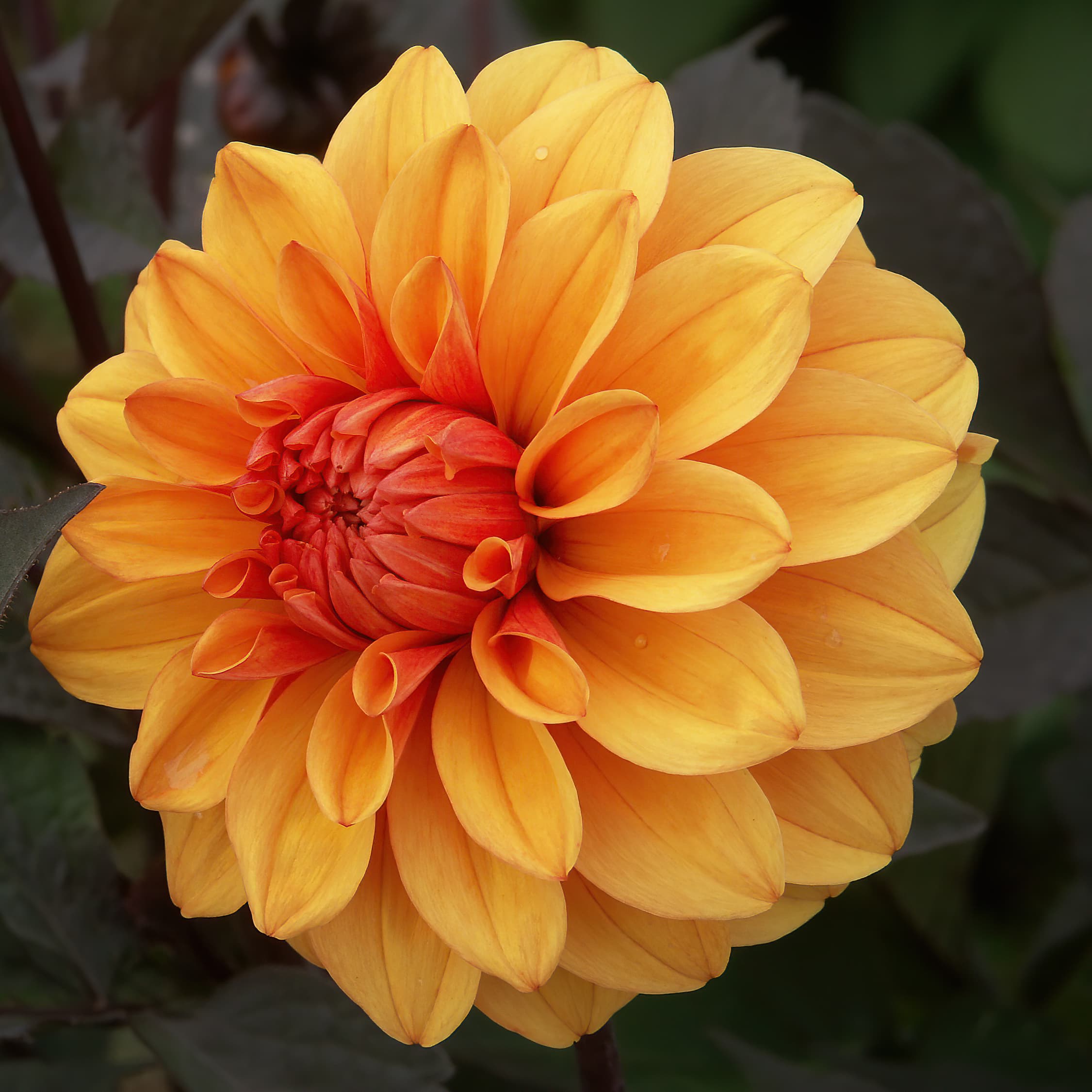 David Howard dahlia