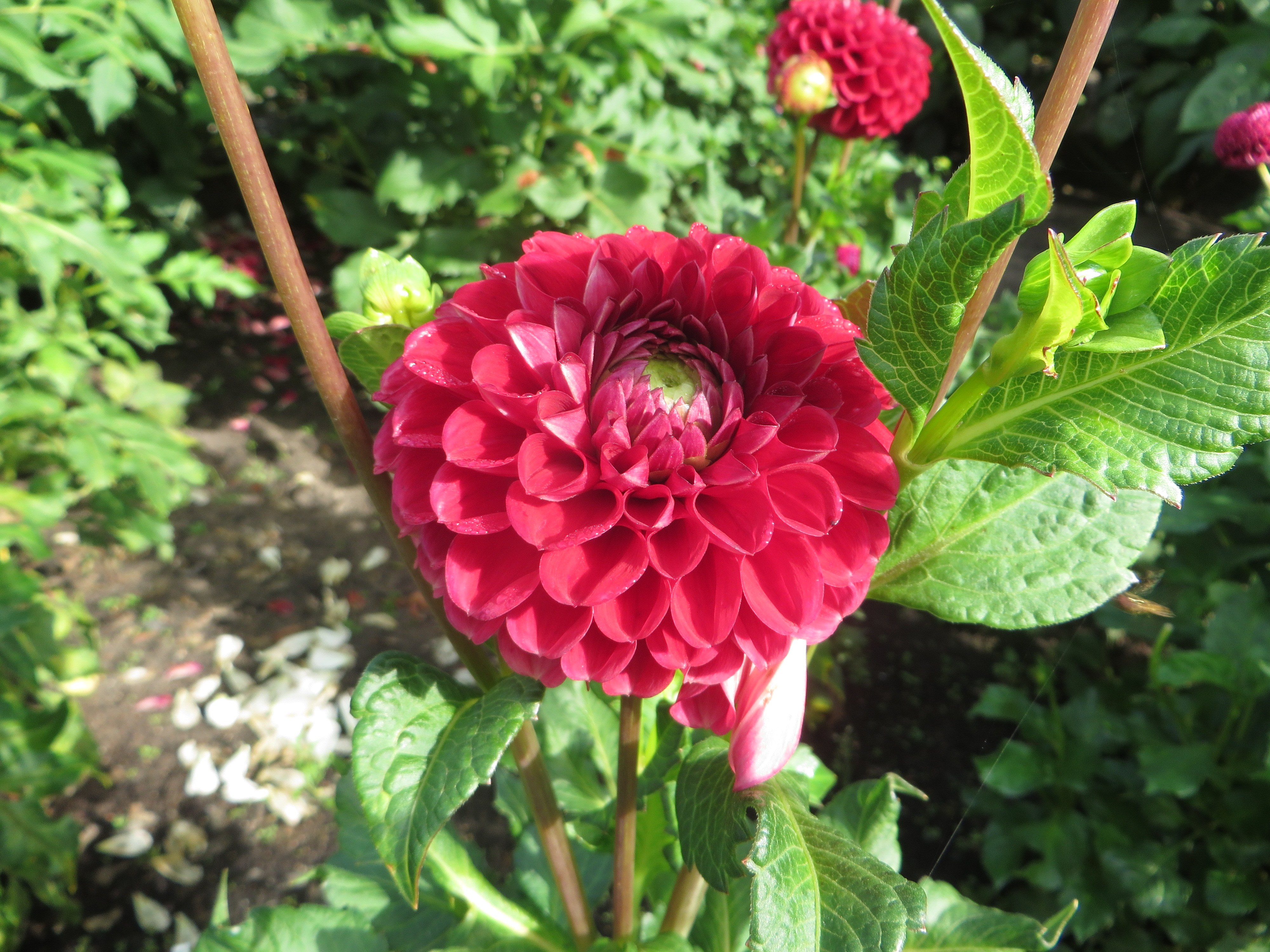 Dahlia 'Cornel' ruby-red ball bloom