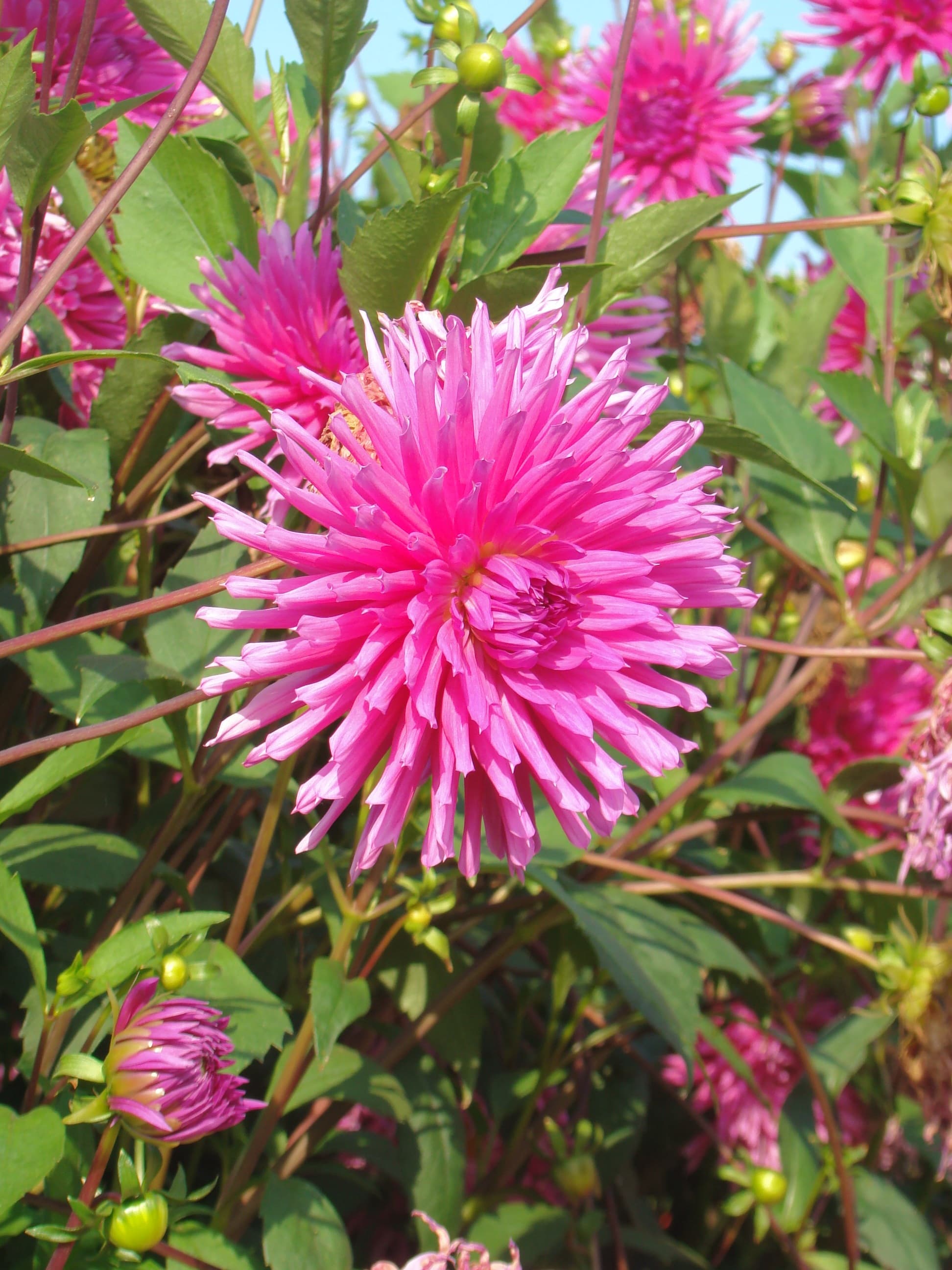 Purple dahlia gem cultivar (type illustration)