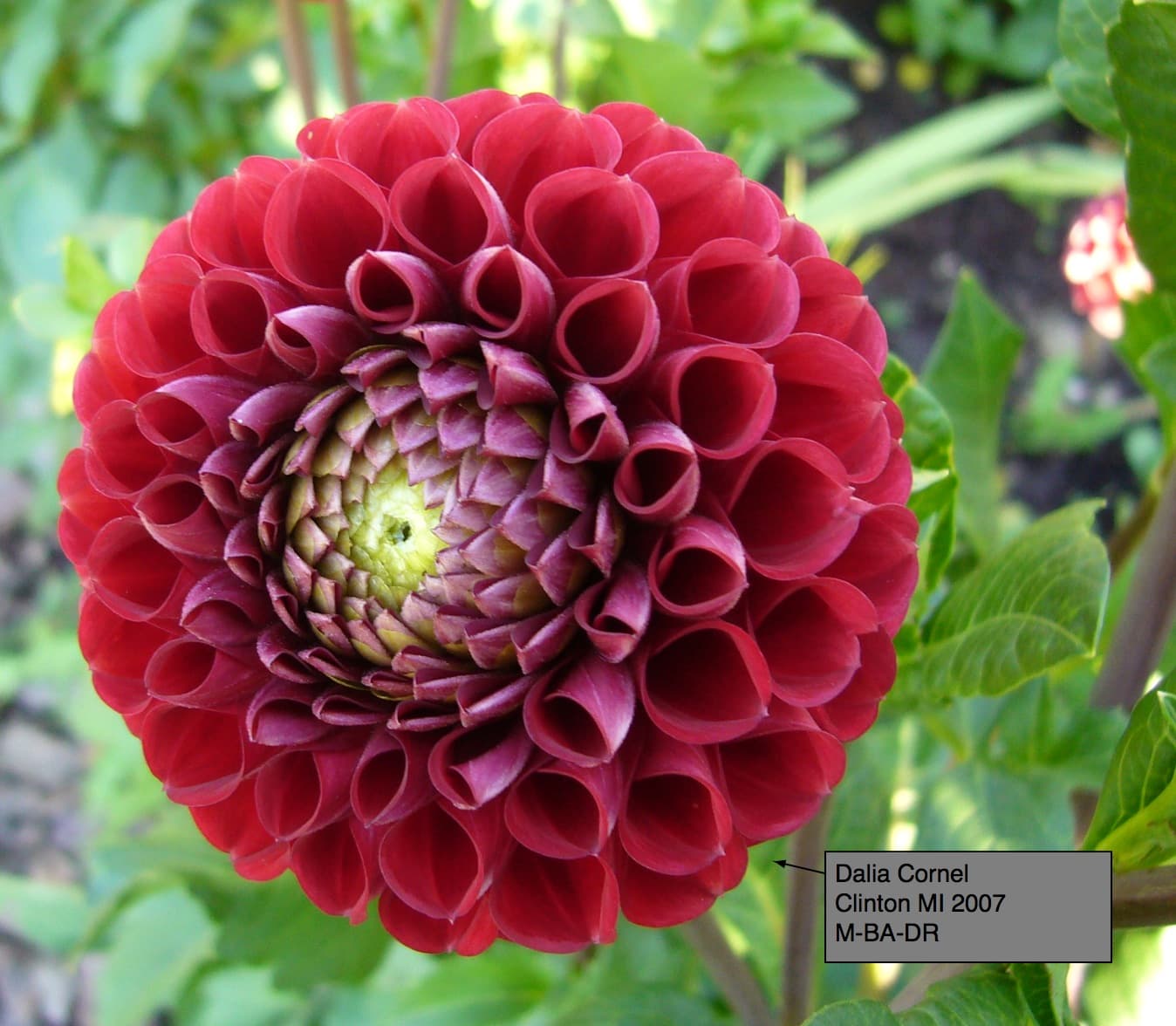 Dahlia 'Cornel' flower in garden