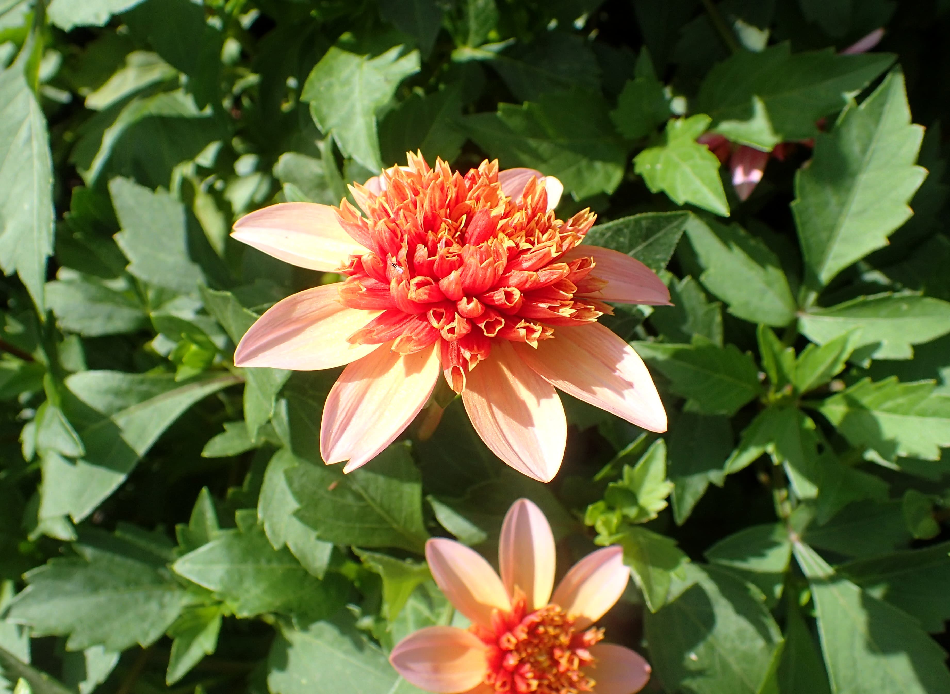 Orange tangerine dahlia bloom (type illustration)