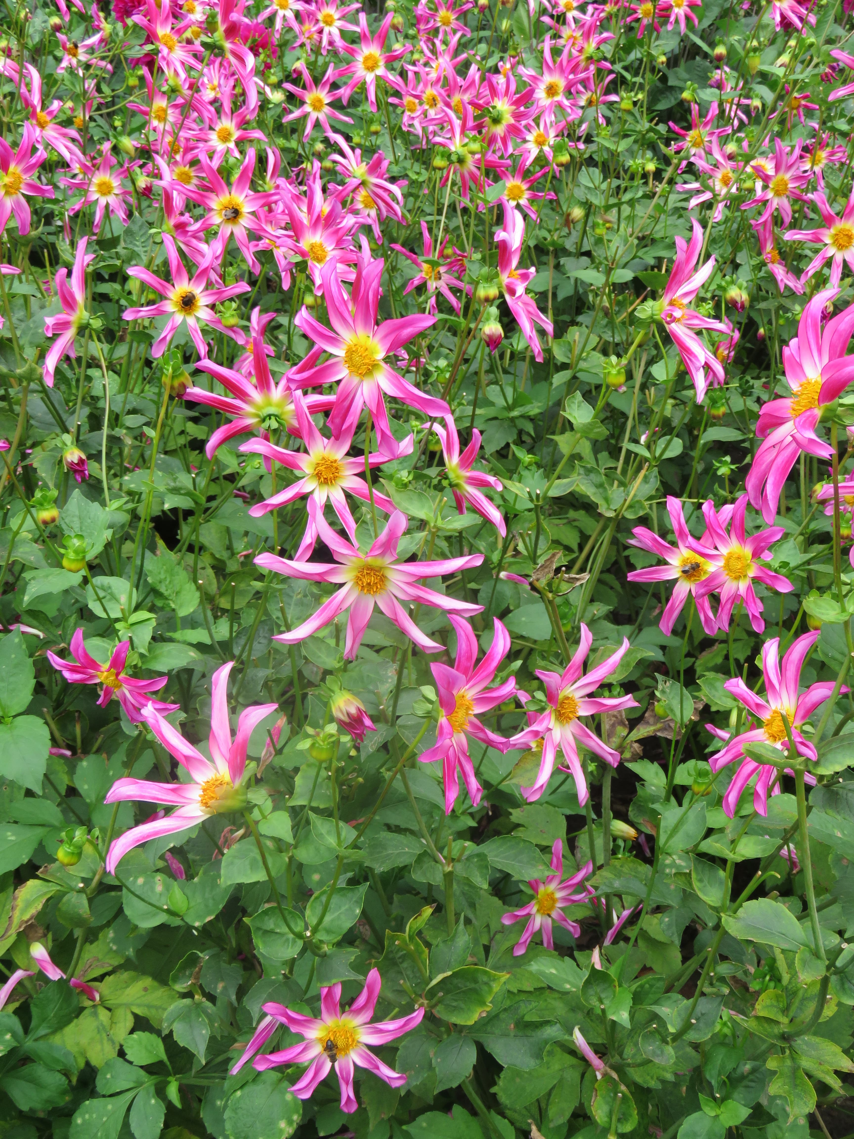 Honka Pink dahlia bloom (Honka series)