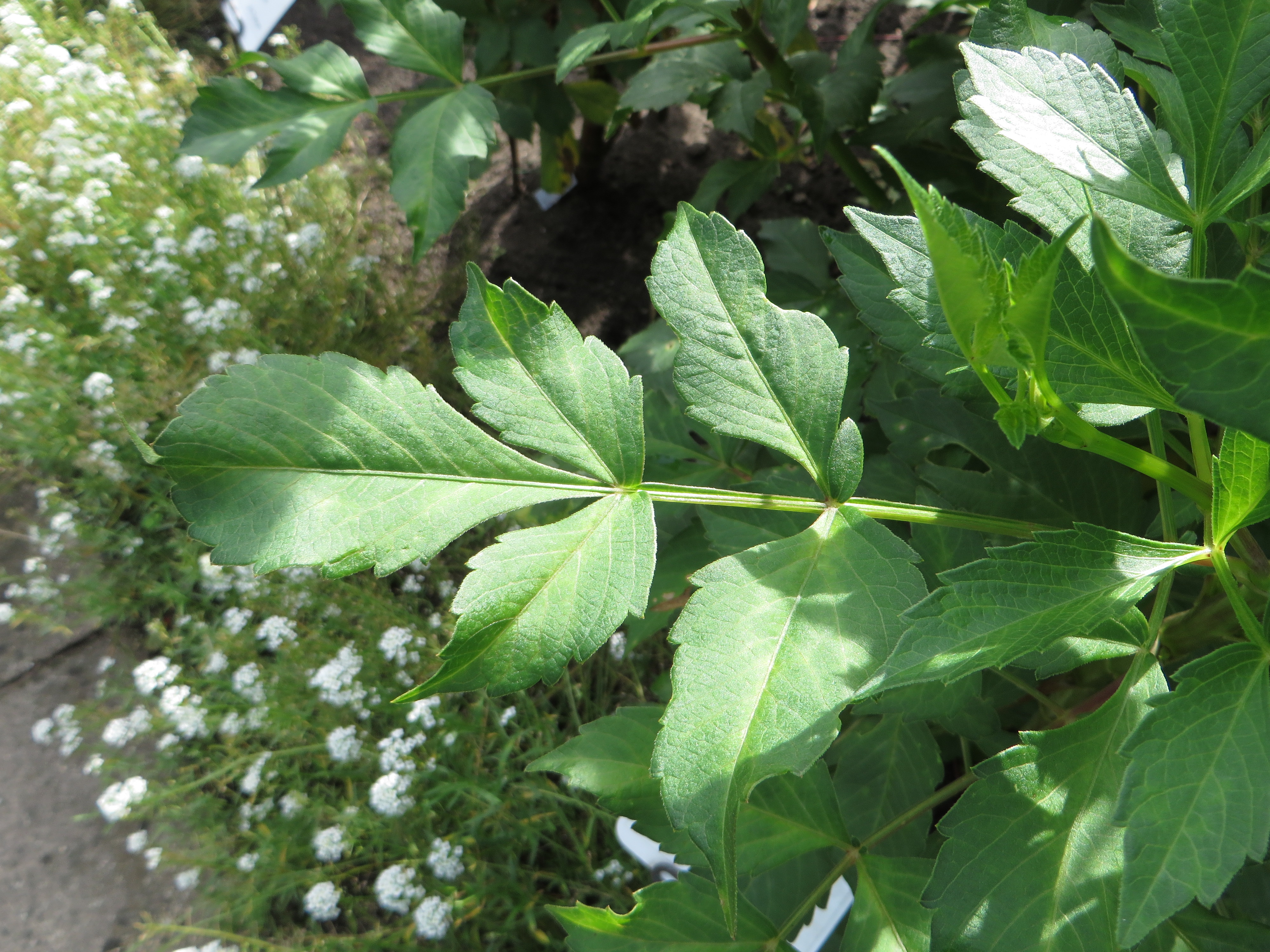 Crazy Legs dahlia bloom side view