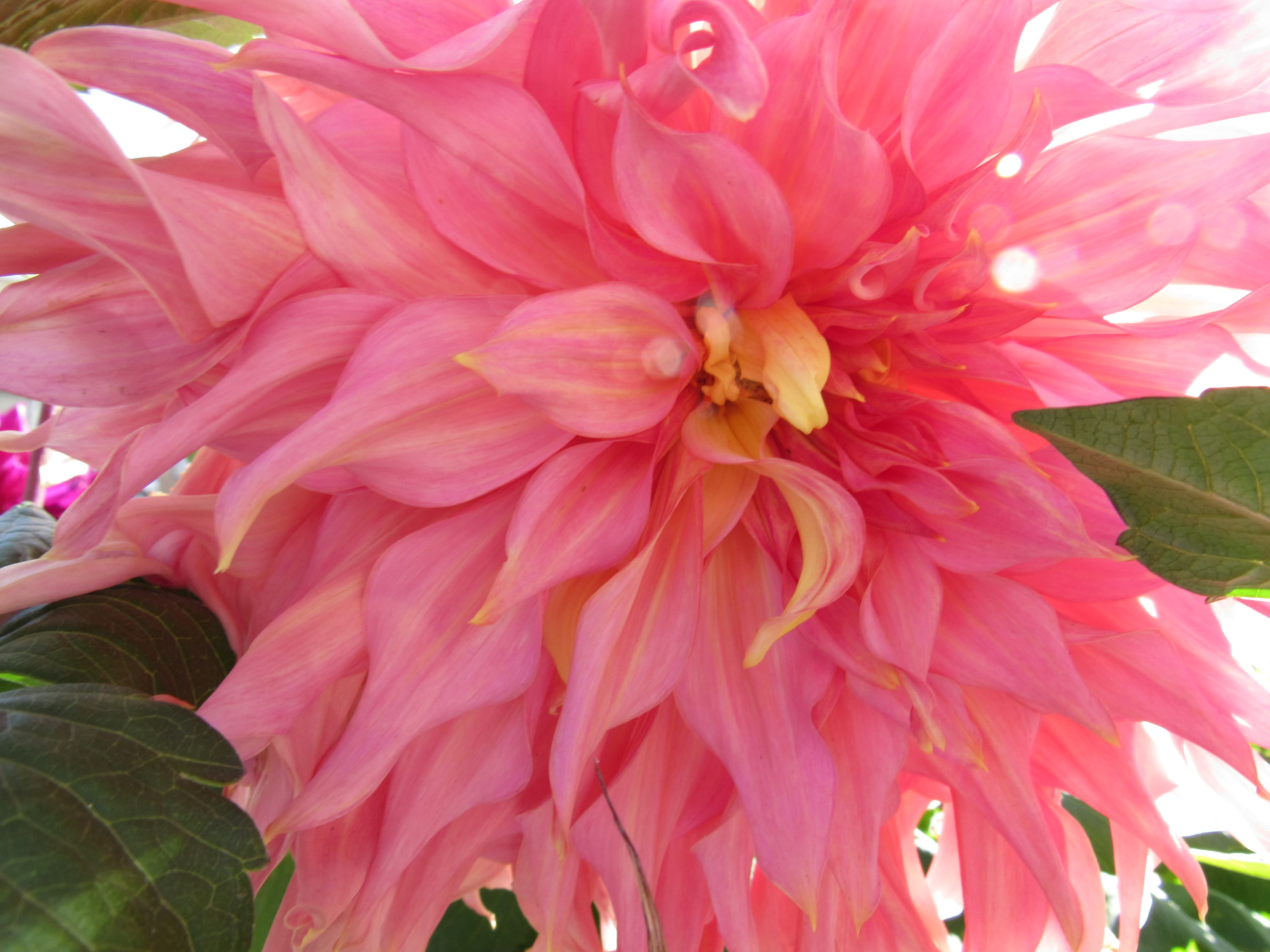 Pink decorative dahlia close-up (type illustration)