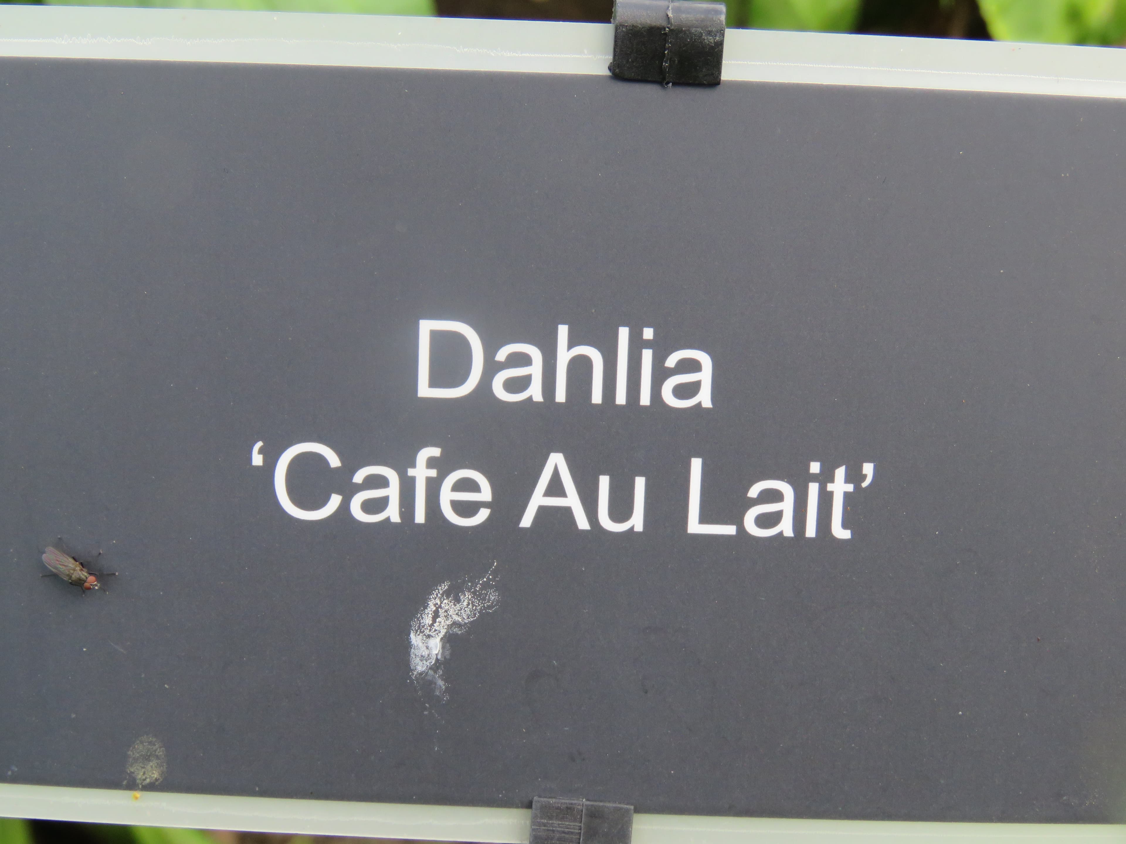 Cafe au Lait dahlia in garden (type illustration)