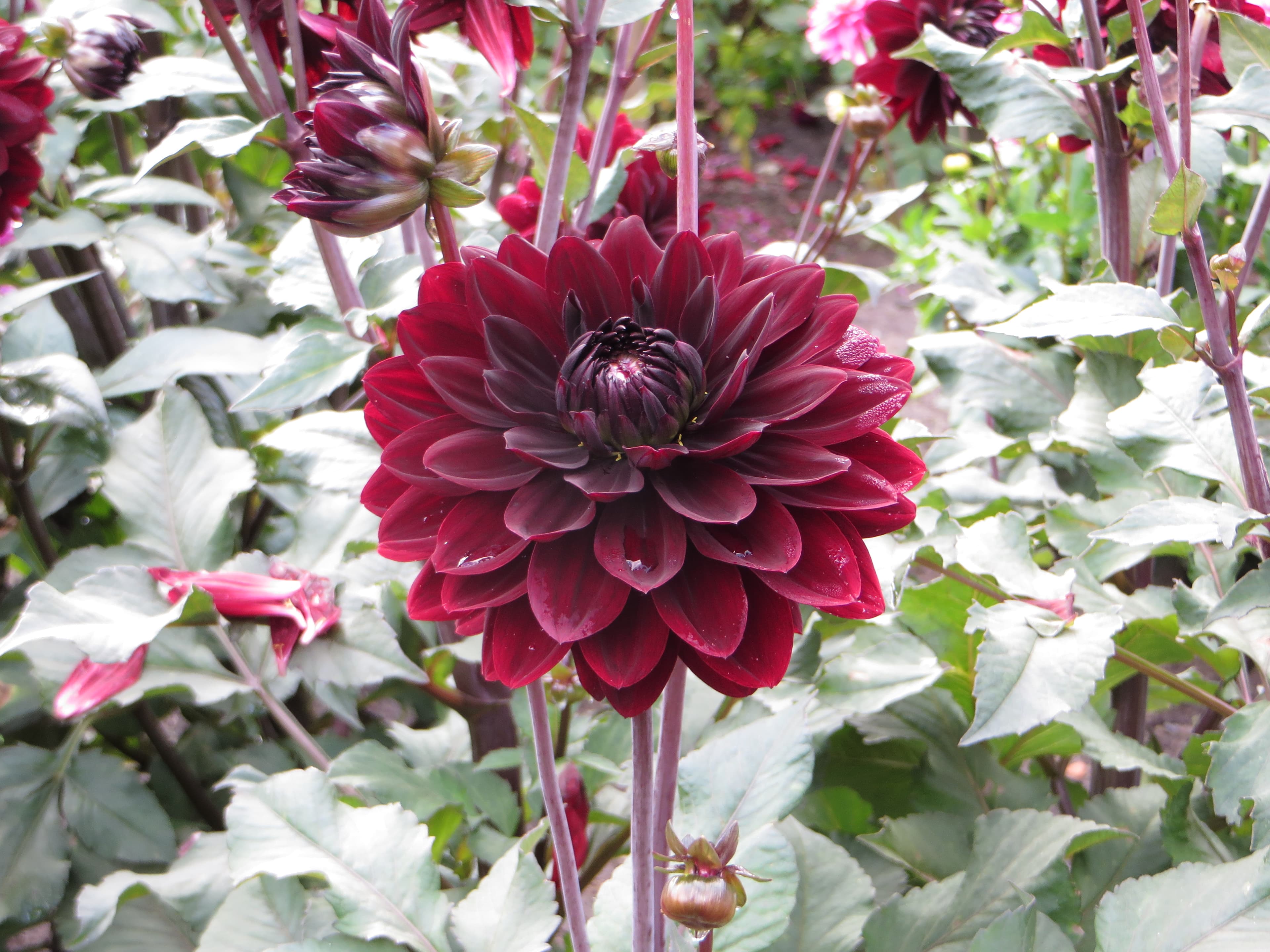 Karma Choc dark burgundy dahlia