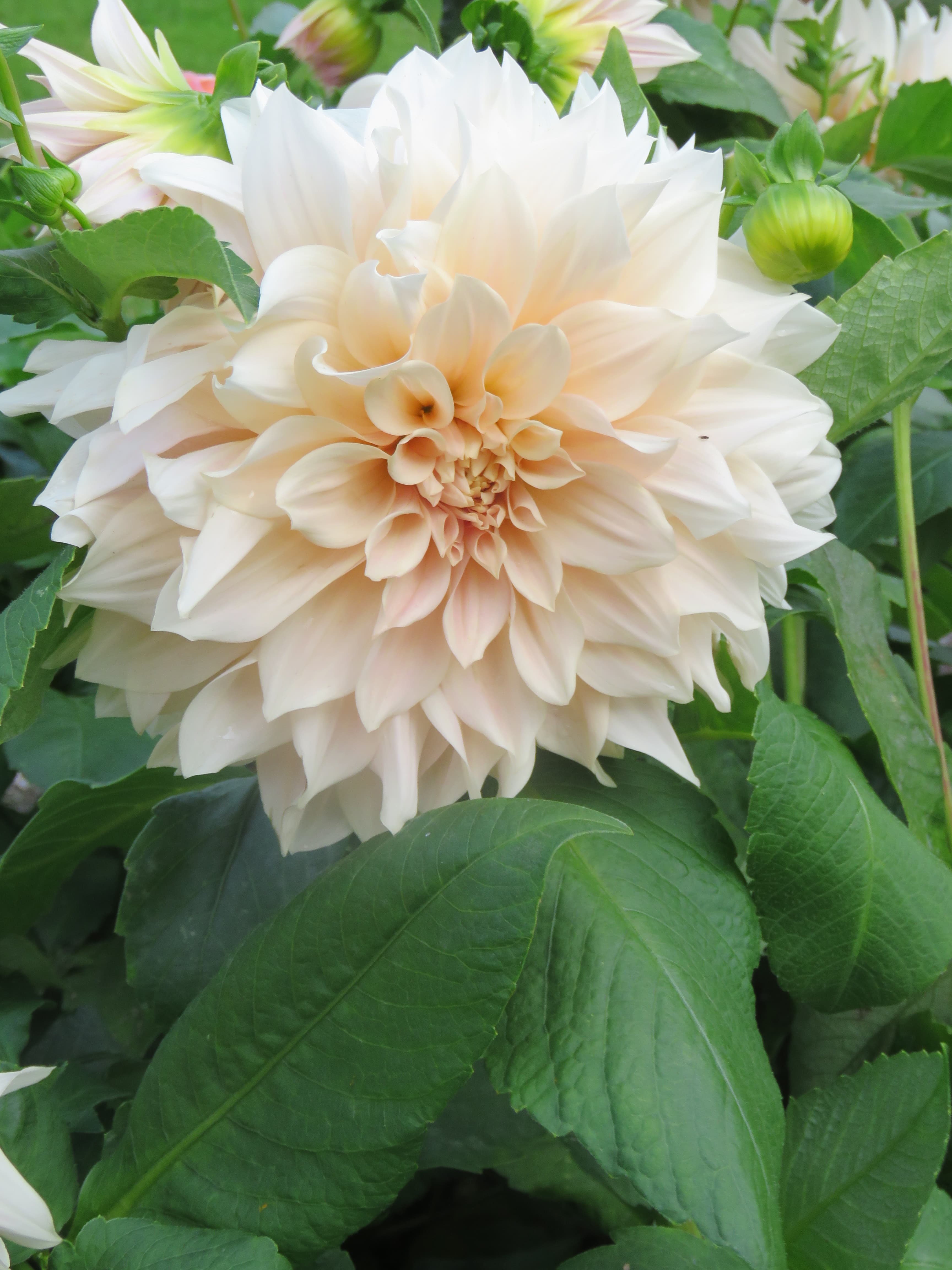 Cafe au Lait dahlia flower (type illustration)