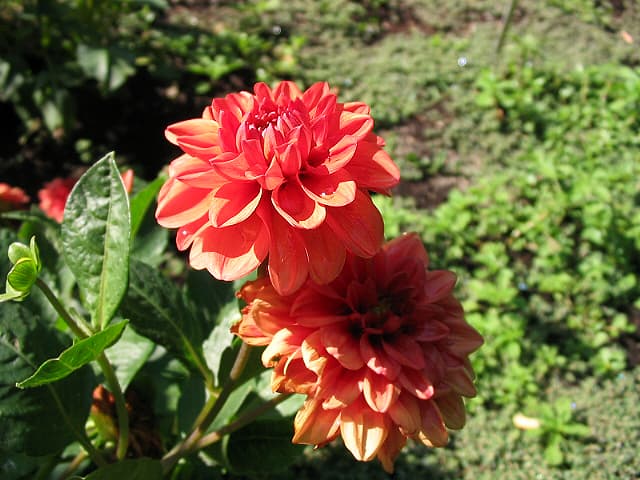 Orange ball dahlia (type illustration)