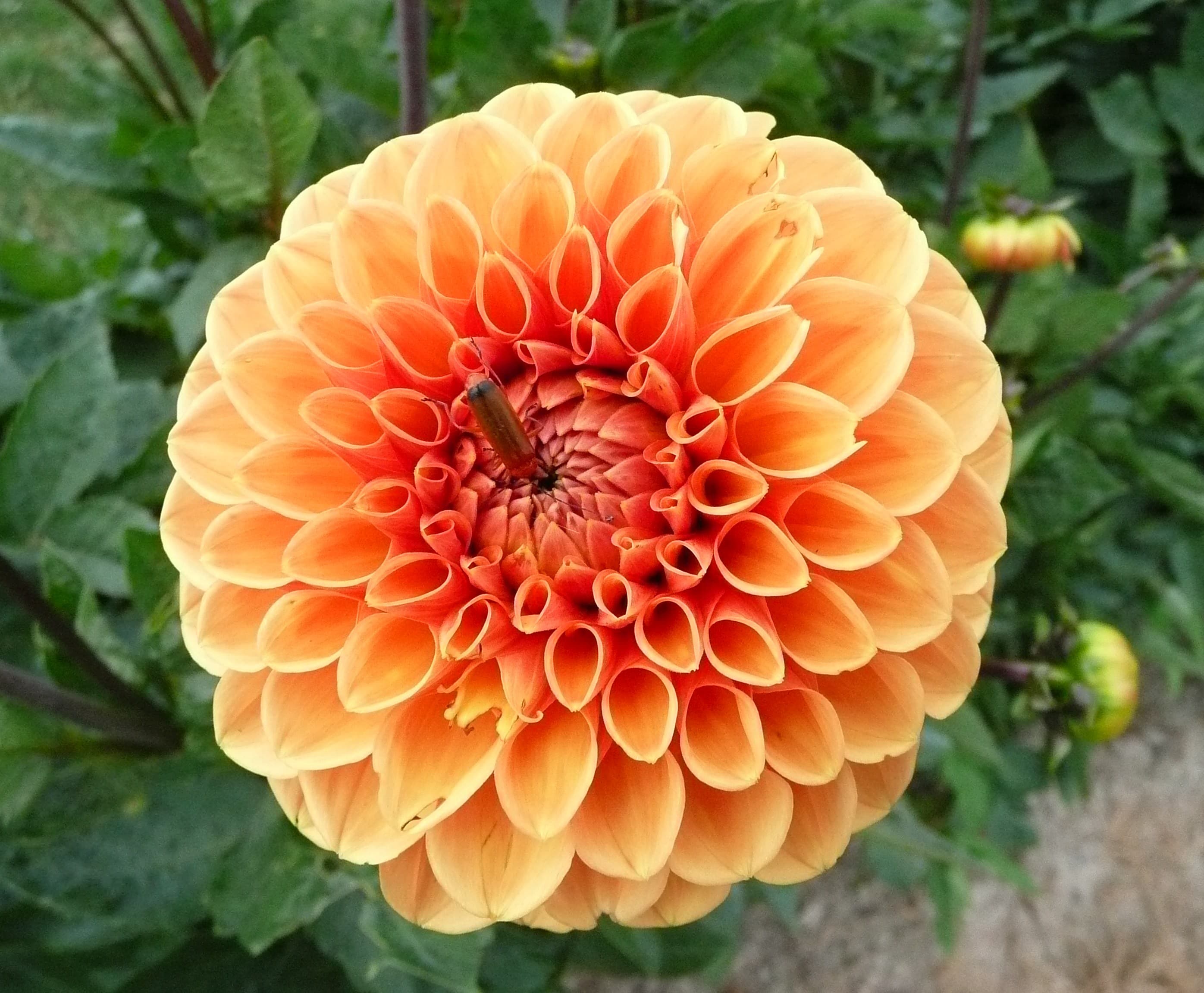 Sylvia ball dahlia flower