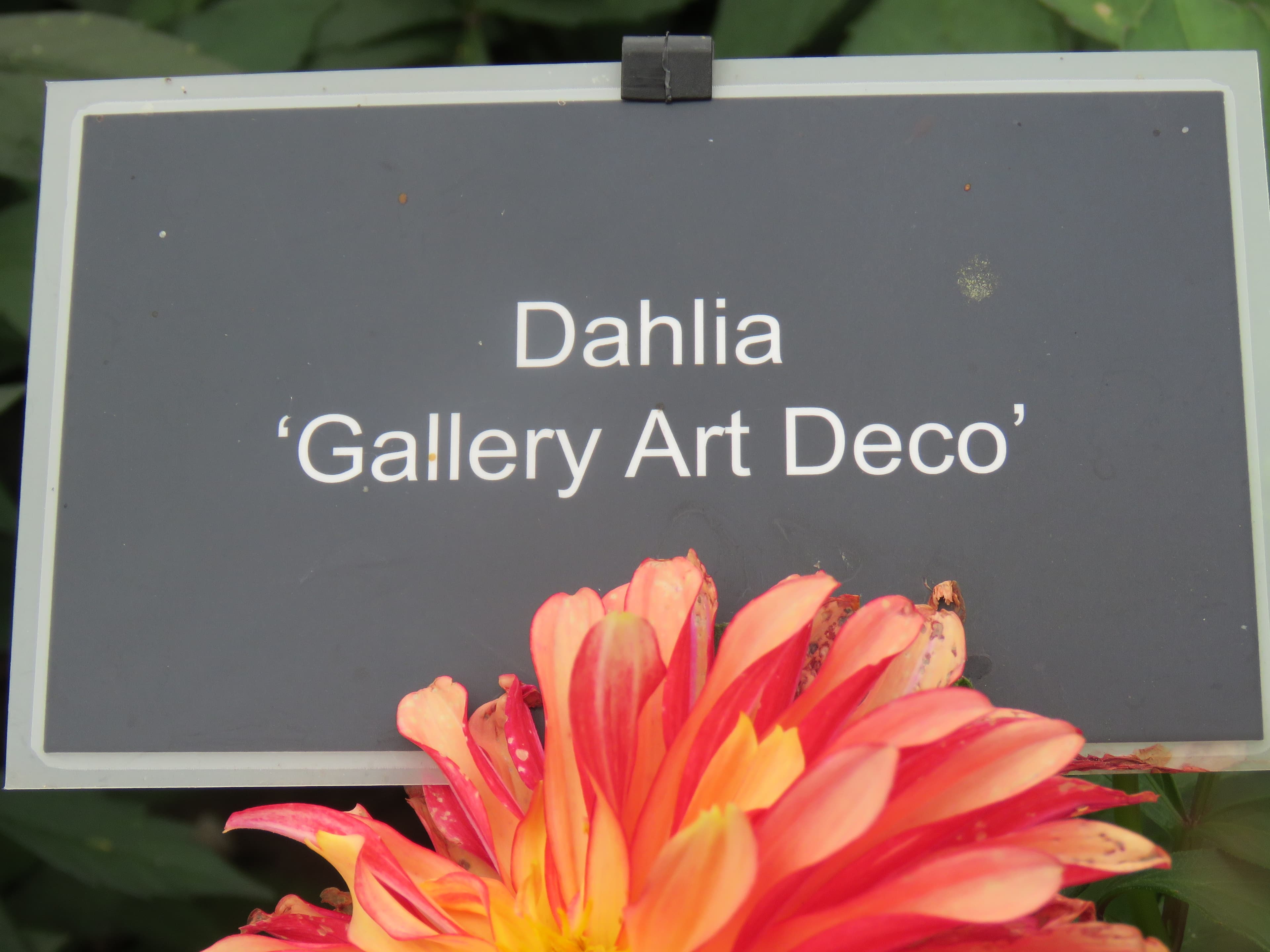 Gallery Art Deco dahlia flower