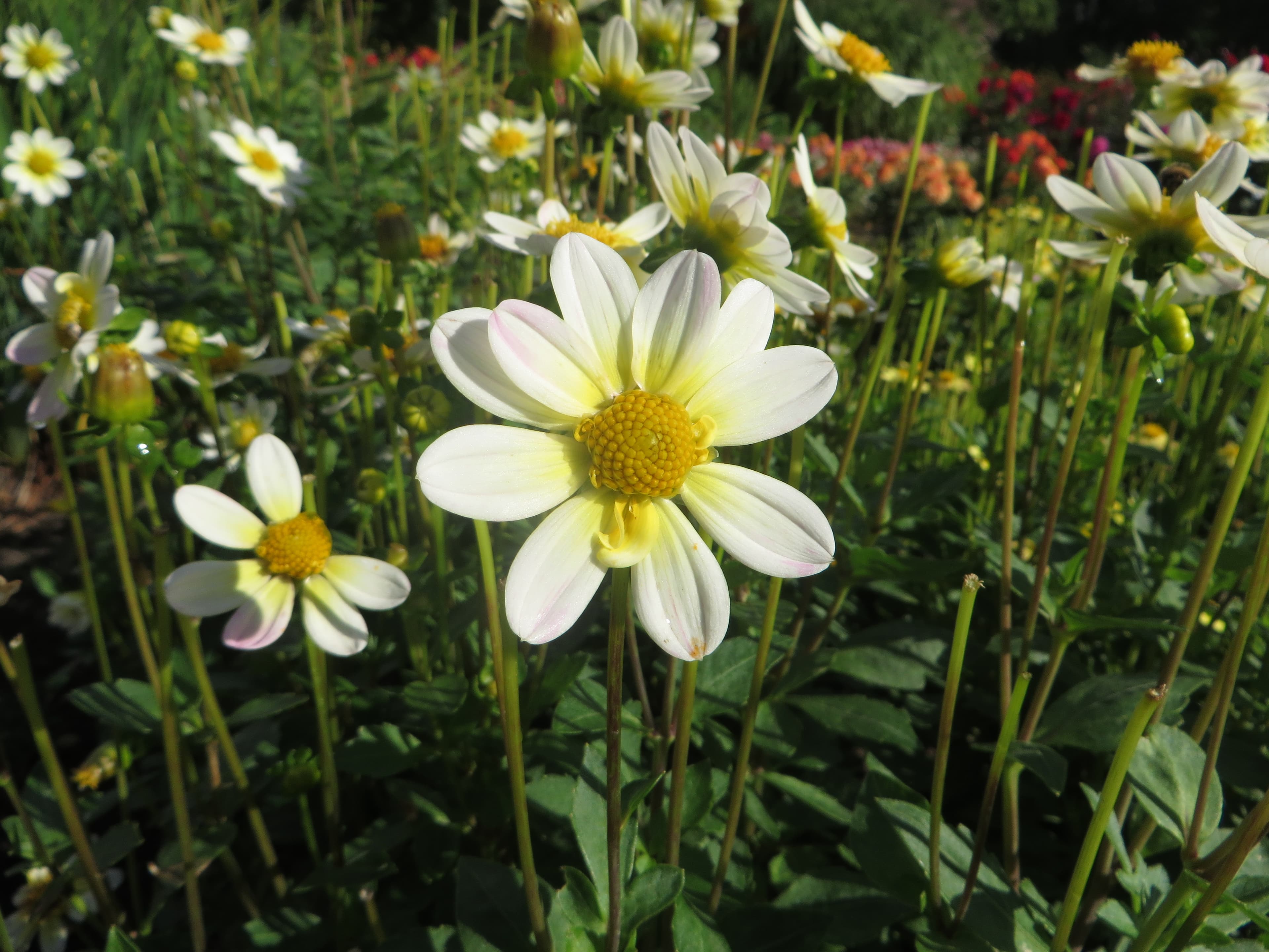 White decorative dahlia (type illustration)