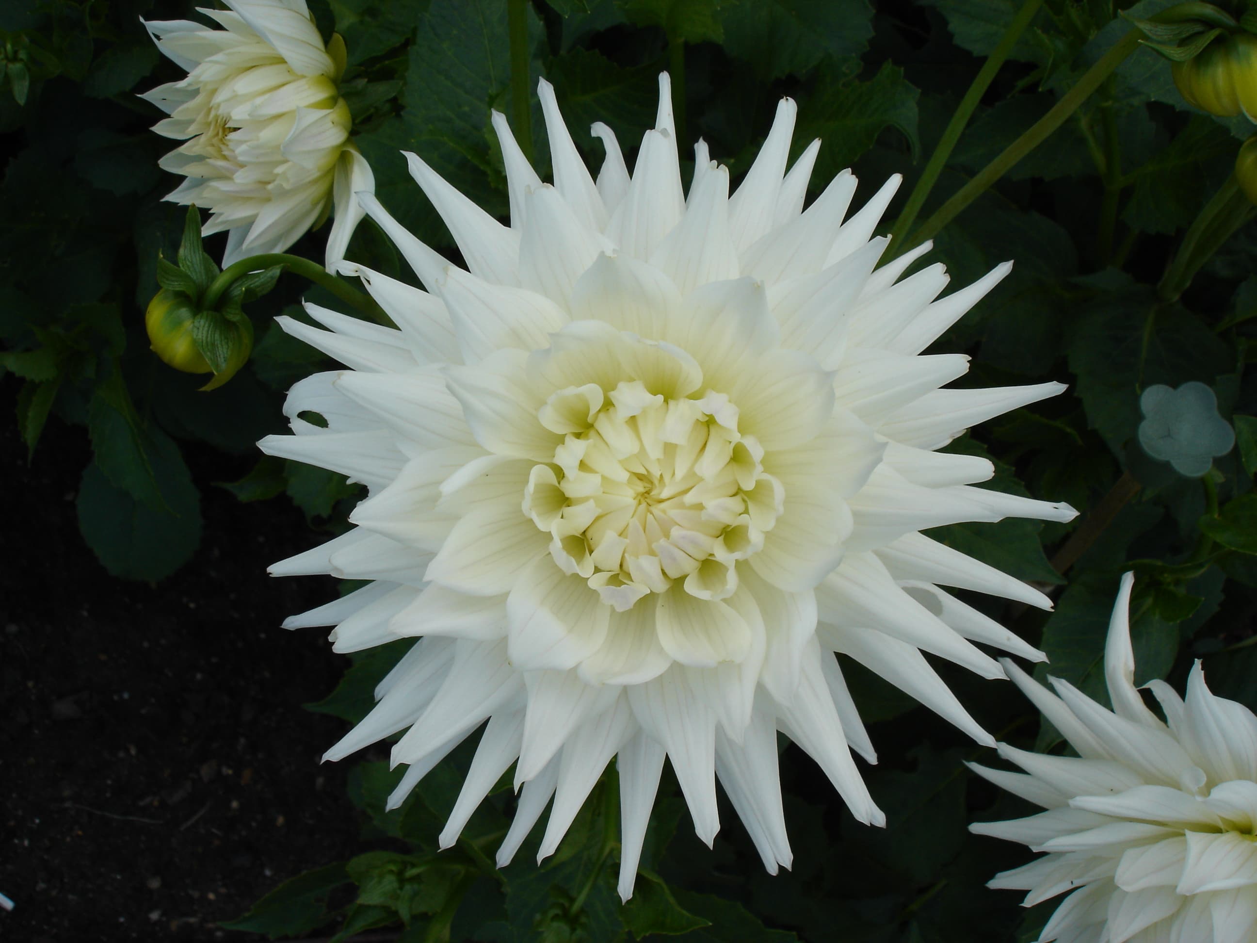 Kenora Challenger dahlia white semi-cactus bloom