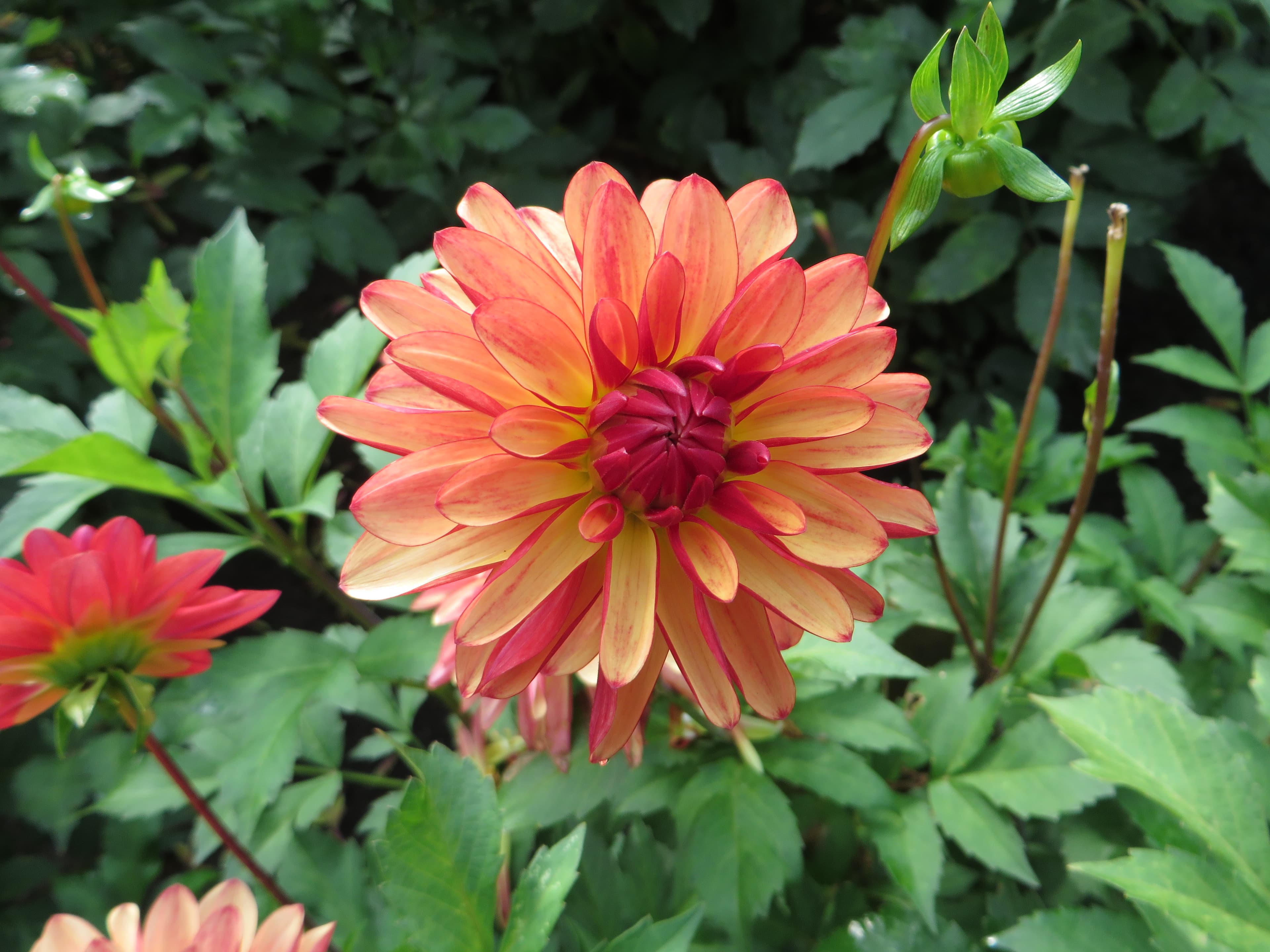 Crazy Legs dahlia bloom close-up