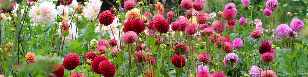 Smith's Dahlia Farm