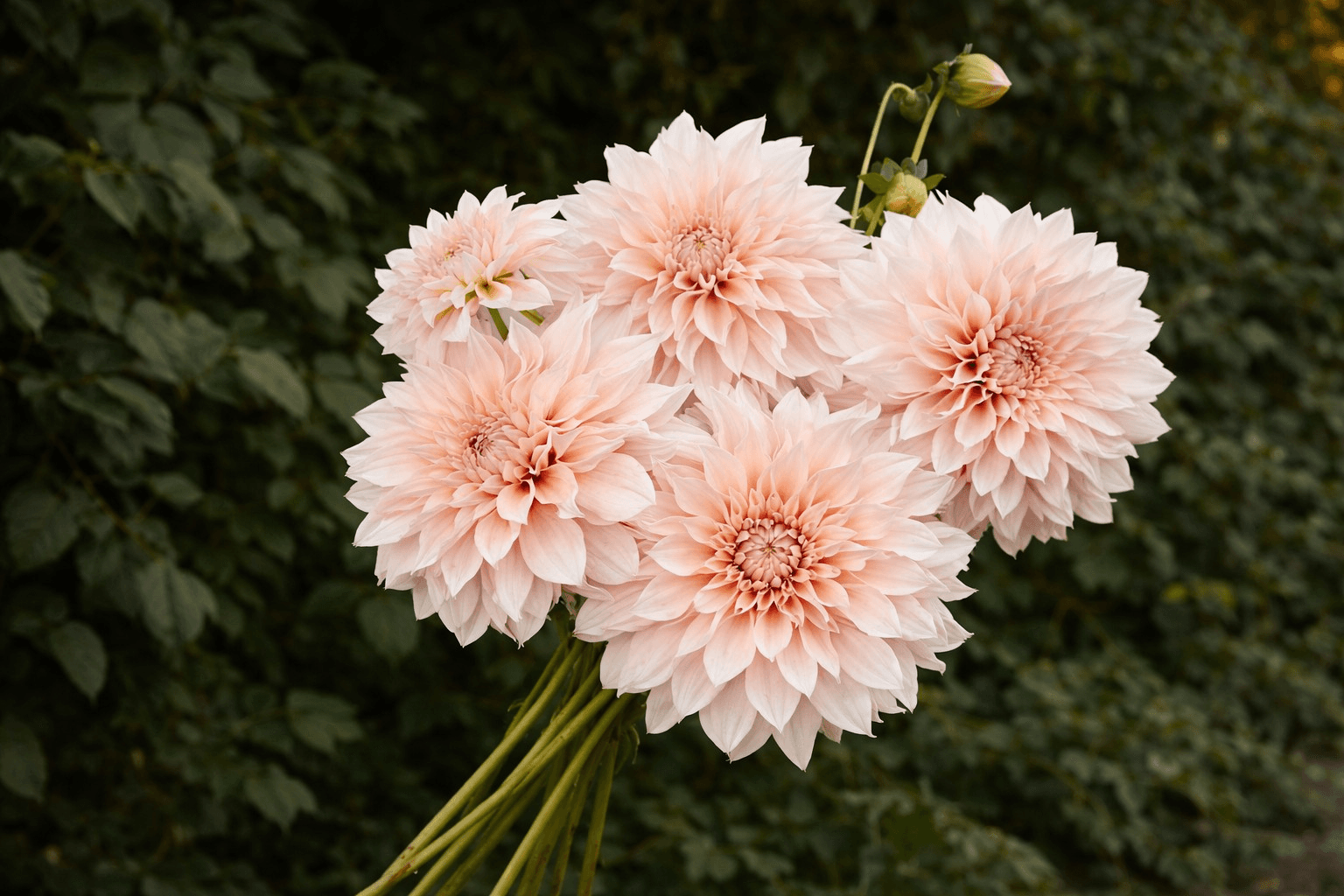 A landscape editorial image of a buyer comparing Cafe au Lait dahlia listings on a laptop near fresh blush dahlias and carefully arranged grower tags in soft morning light.