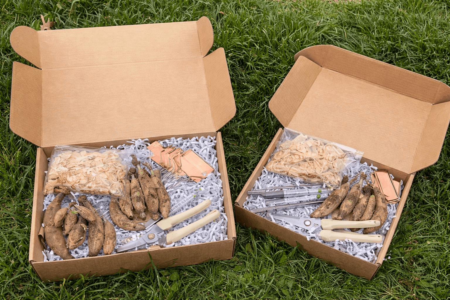 Dahlia grower carefully packing labeled tubers into a cardboard box with dry material