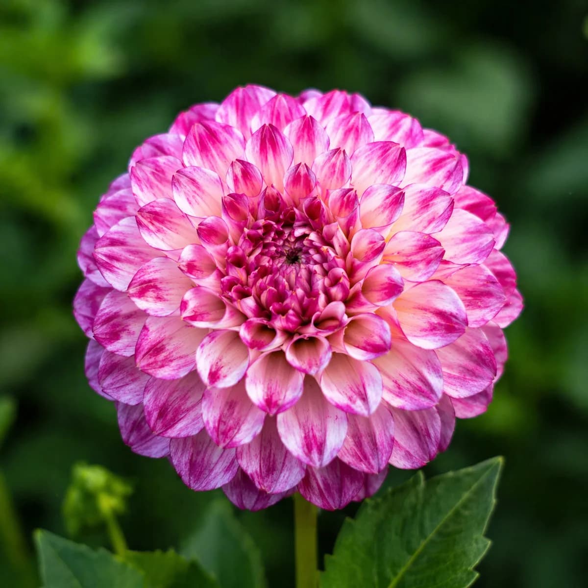 Hillcrest Jonathan dahlia β community photo