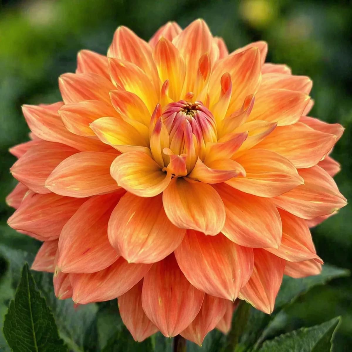 Ace Summer Sunset dahlia β community photo