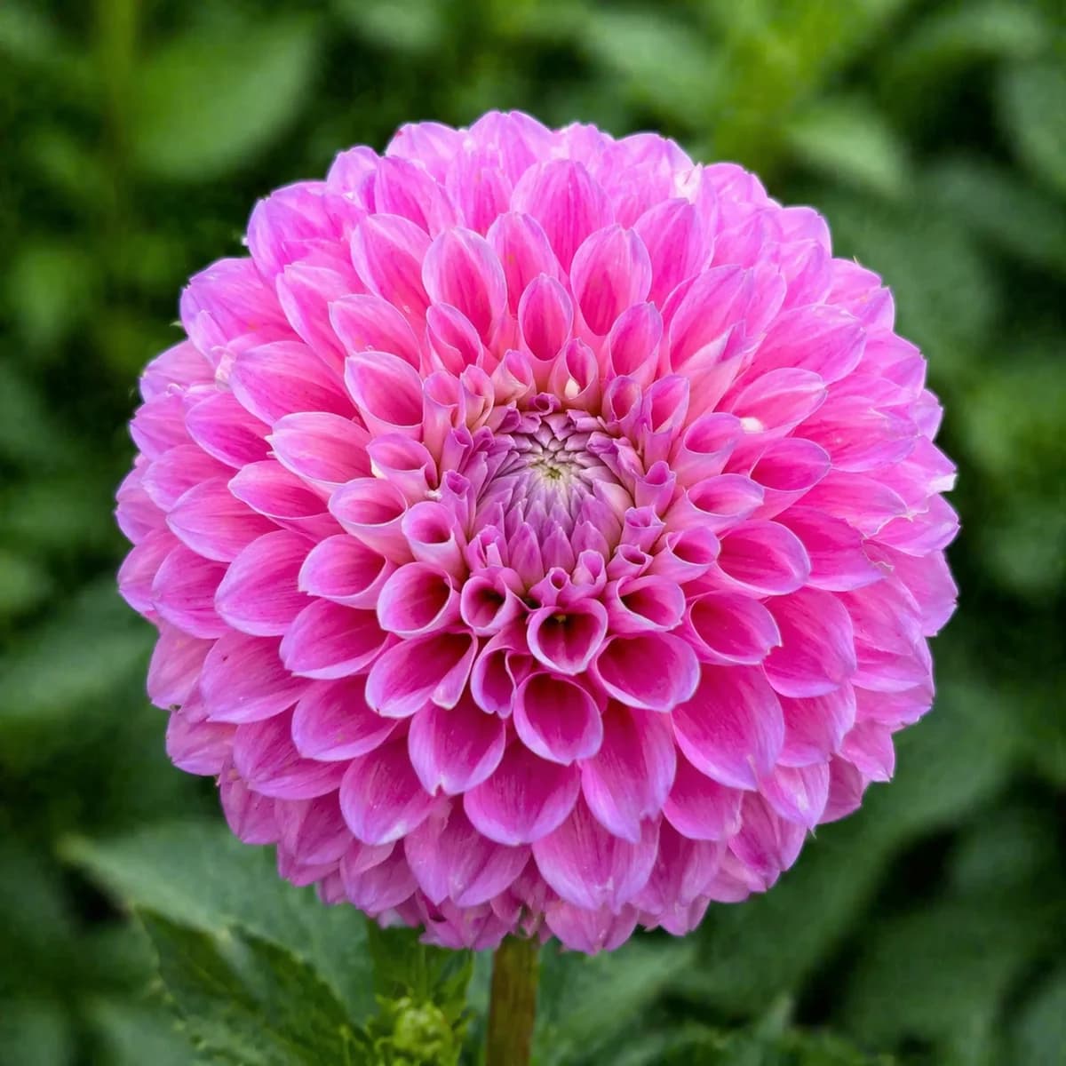 20th Ave Old Major dahlia — community photo
