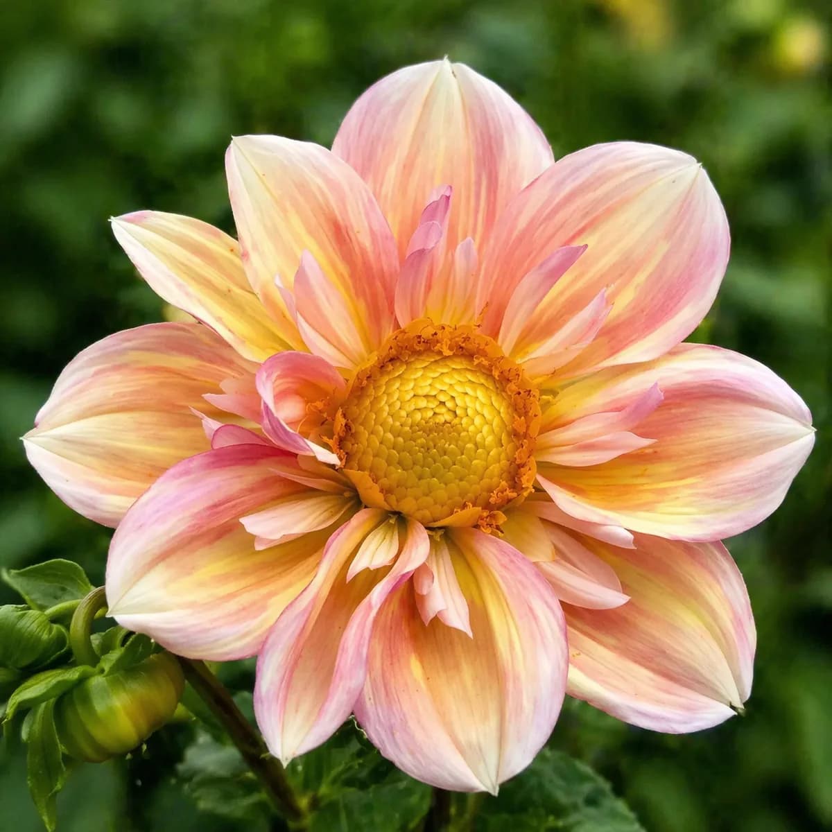 Appleblossom dahlia — community photo