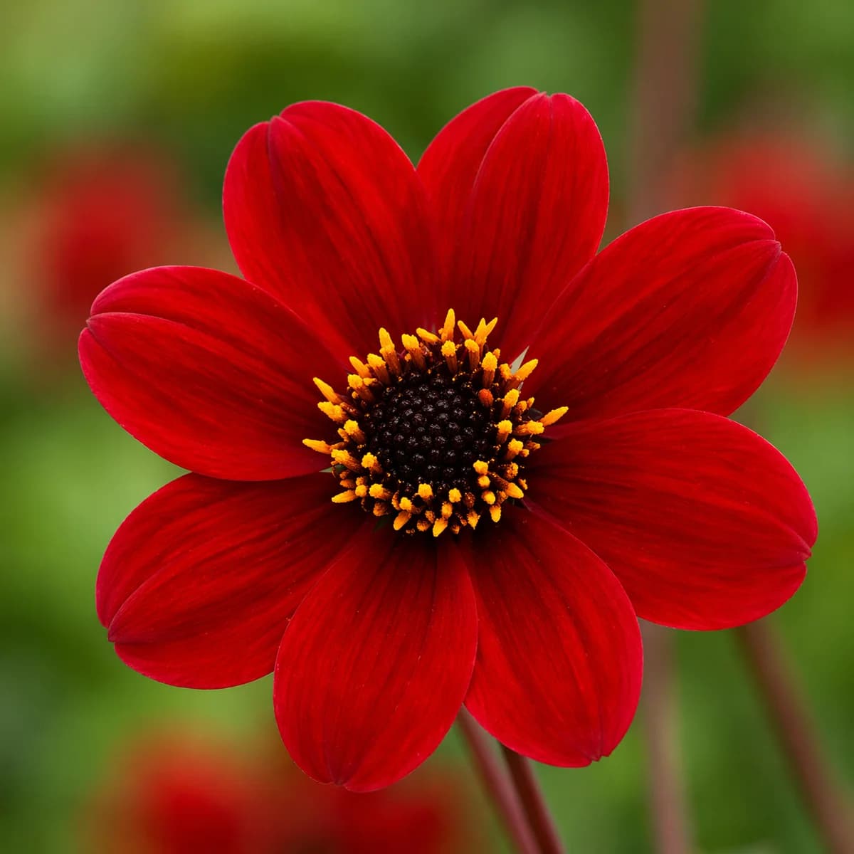 Bishop of Auckland dahlia β community photo