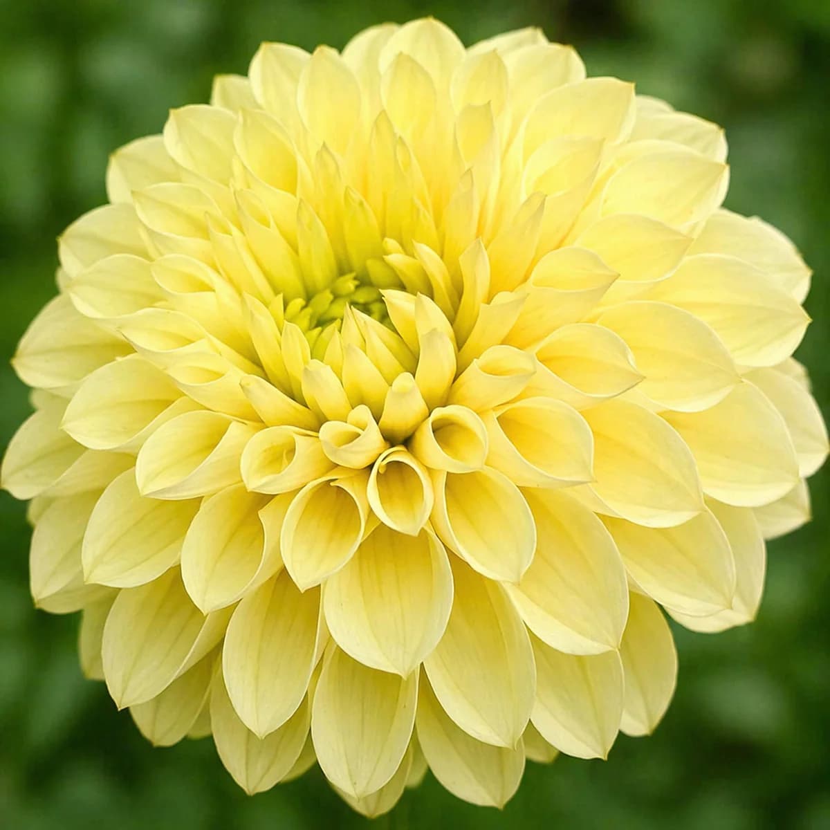 Bloomquist Honeycomb dahlia — community photo