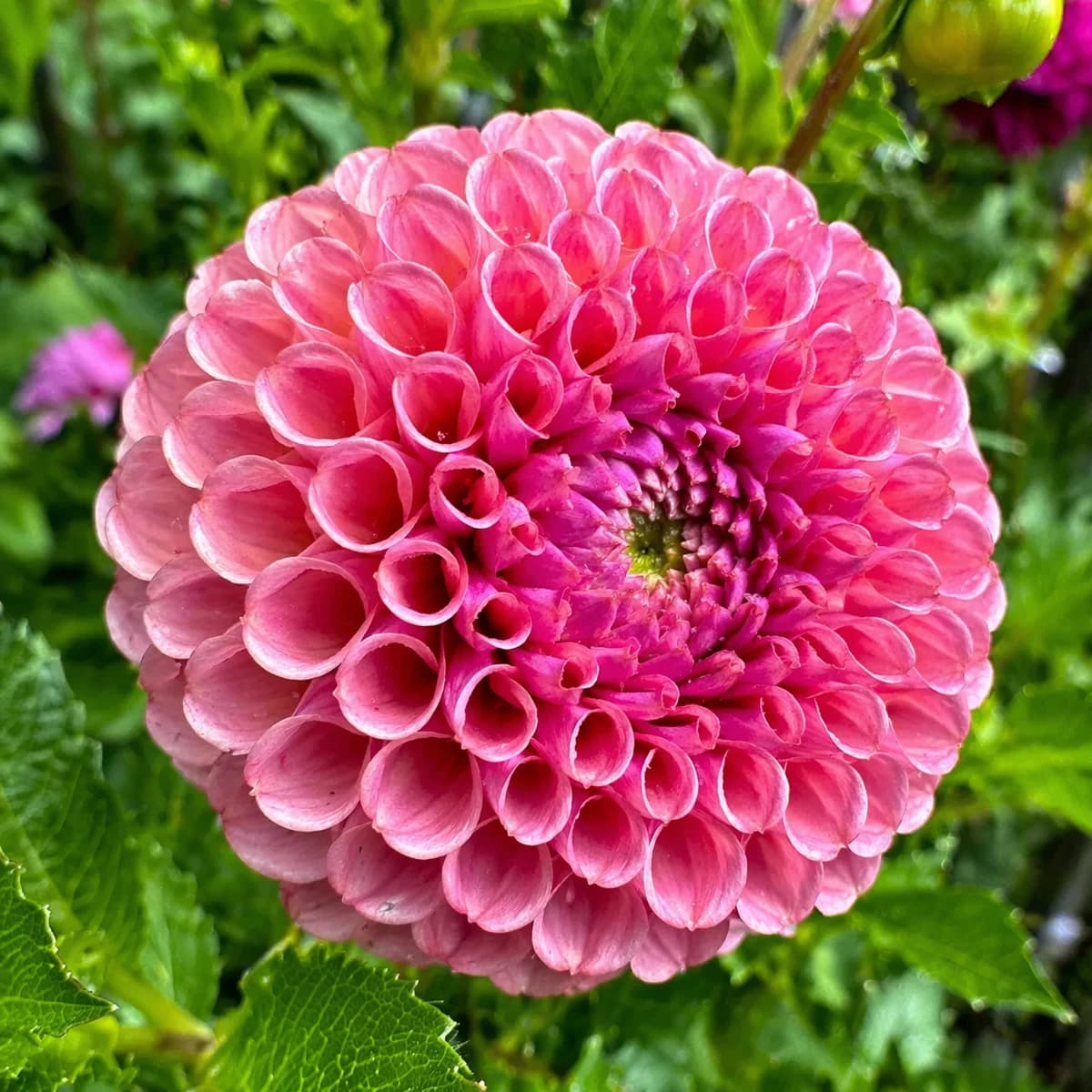 Caitlin's Joy dahlia β community photo