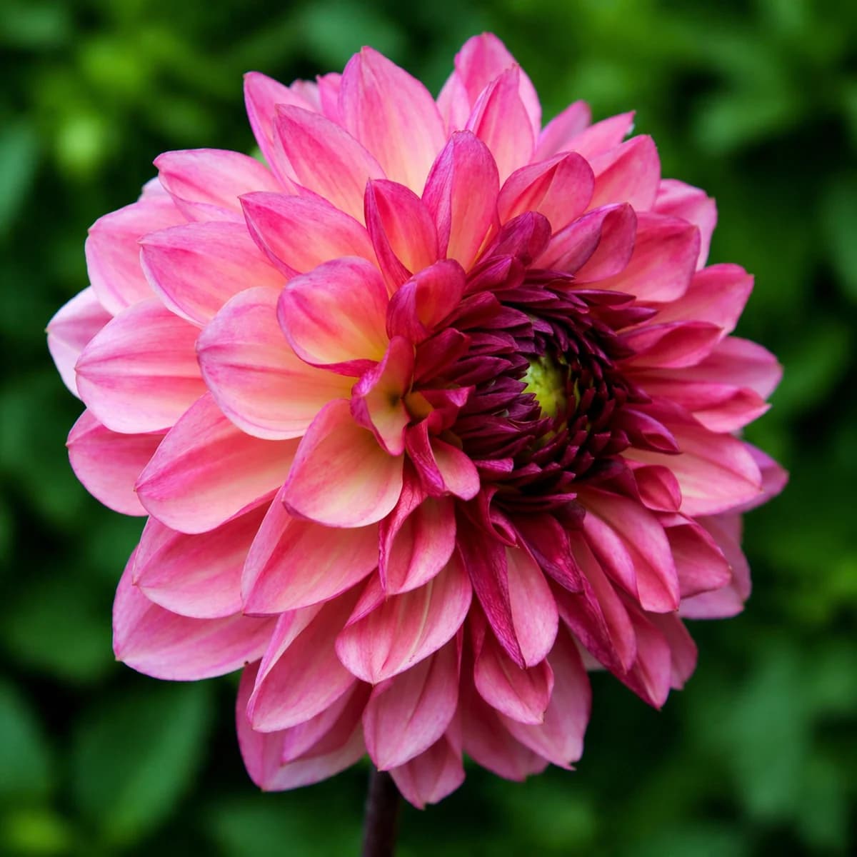 Bacardi dahlia β community photo