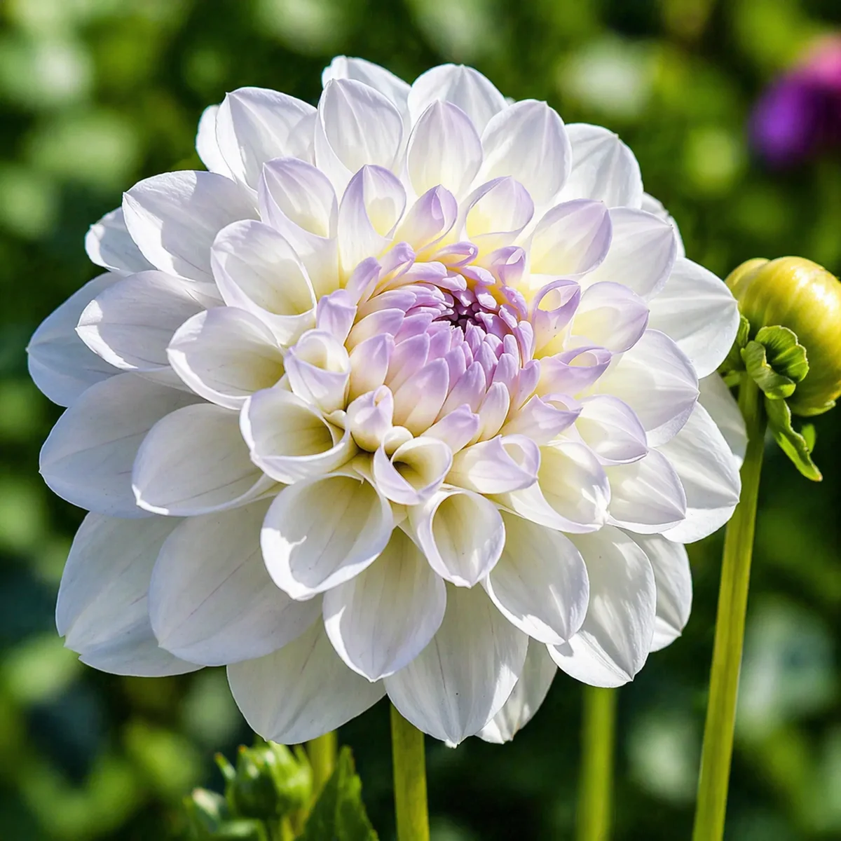 Eveline dahlia β community photo