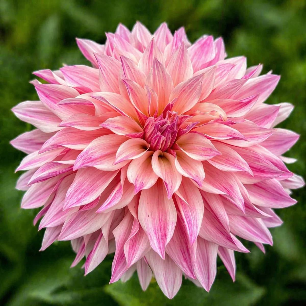 Cafe au Lait Royal dahlia β community photo