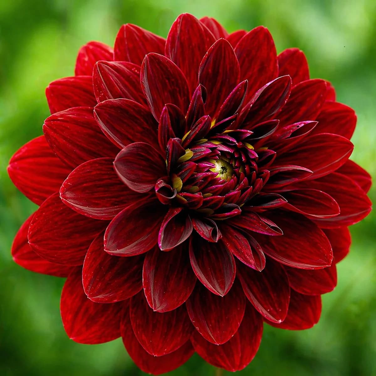Arabian Night dahlia β community photo