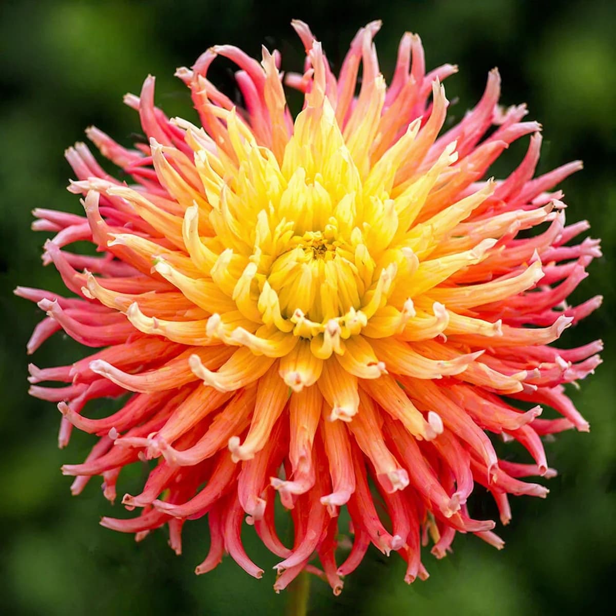 Alfred Grille dahlia β community photo