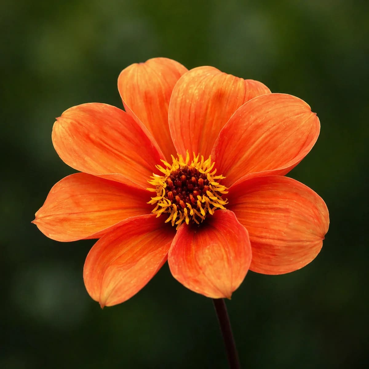 Bishop of Oxford dahlia β community photo